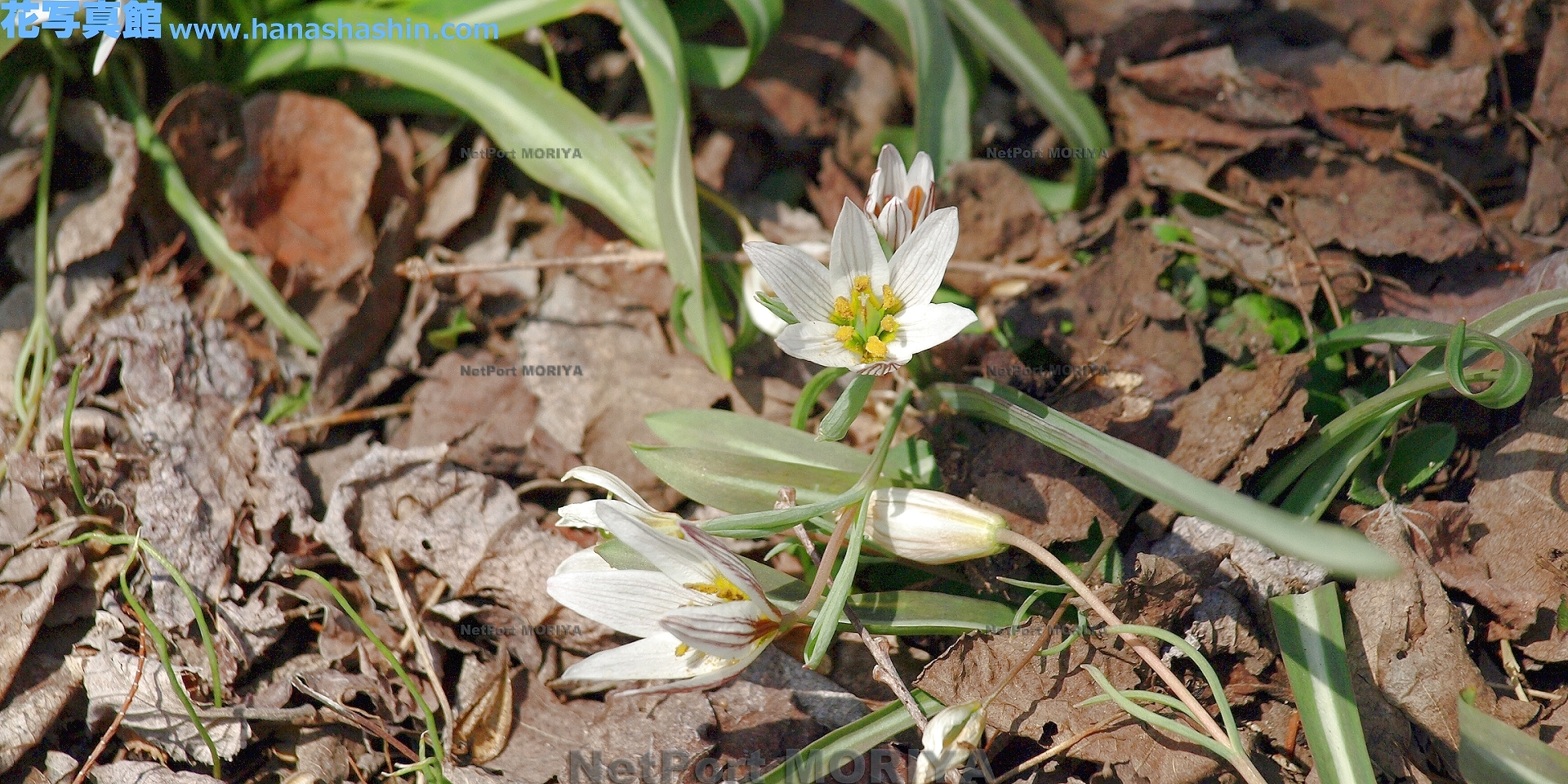 amanahirohaamana09040800rokkou