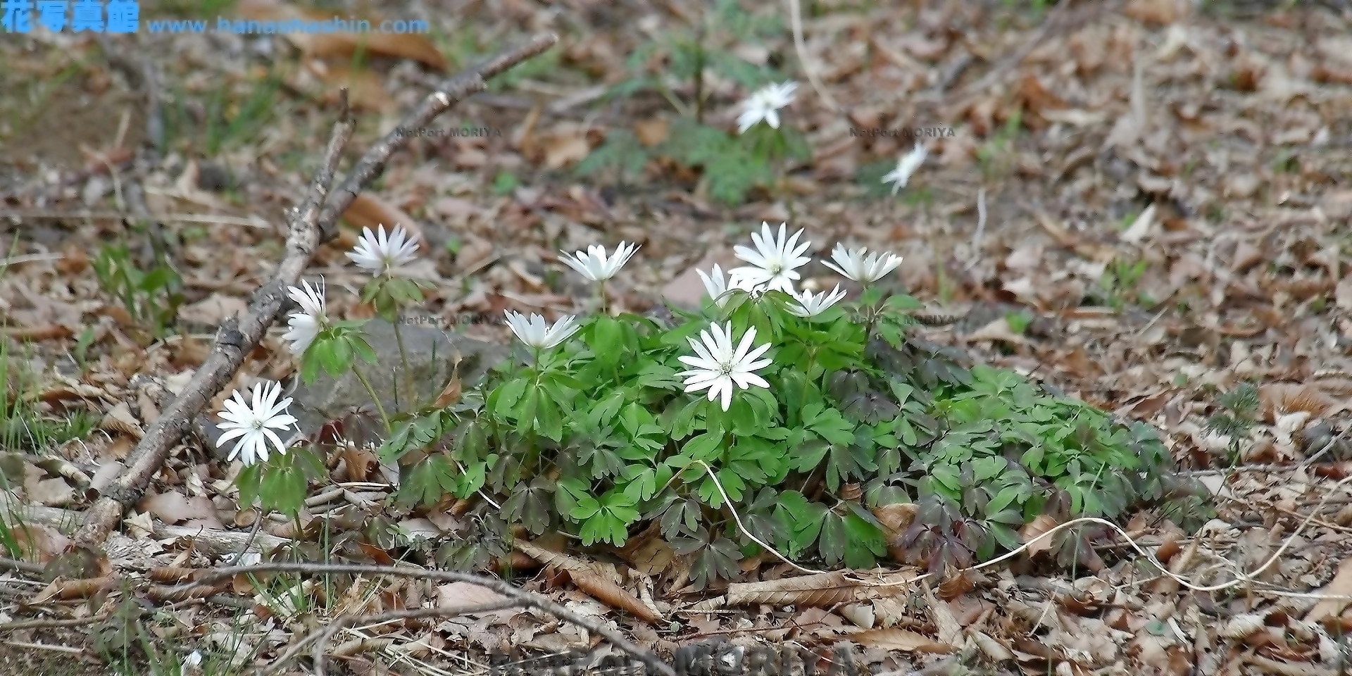 アズマイチゲ Mar.23みかも山