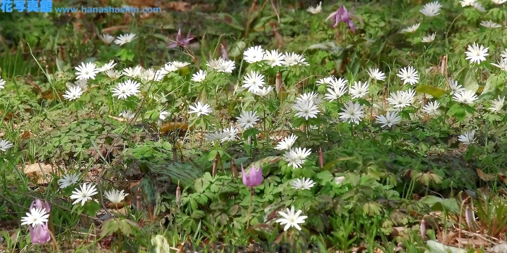 アズマイチゲ Mar.23みかも山