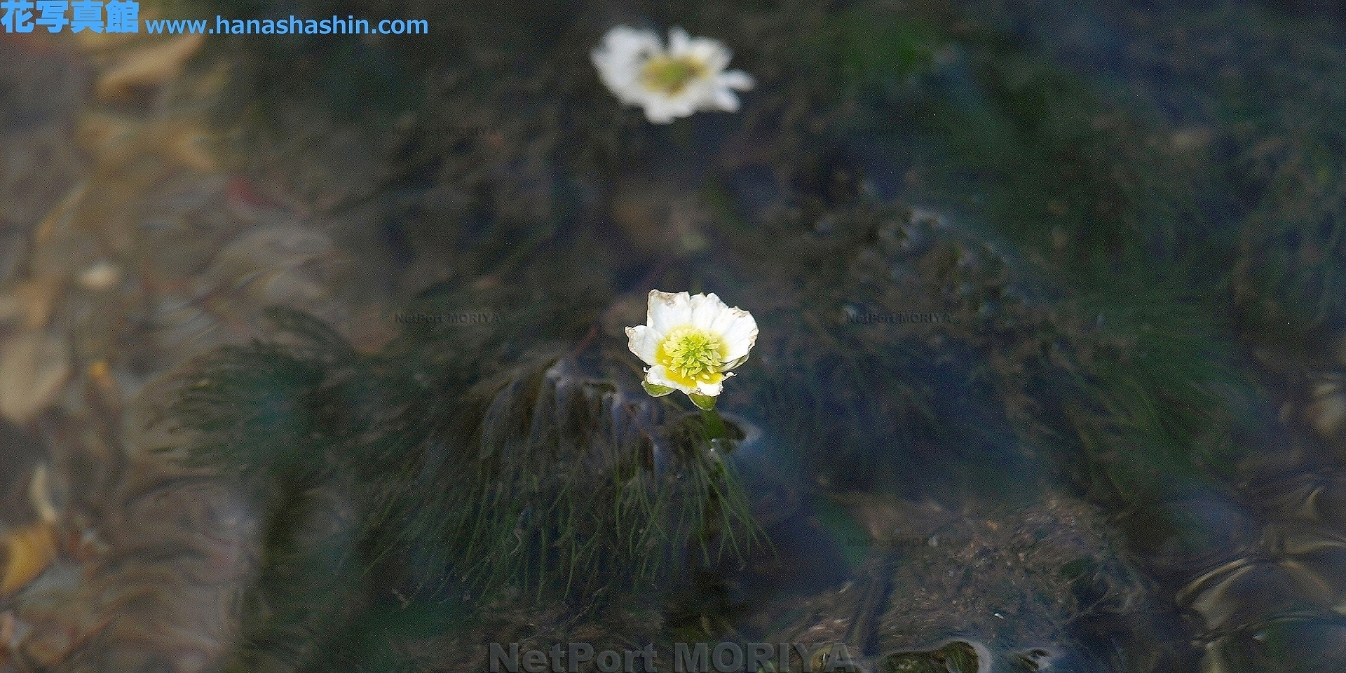 baikamo-13081804-nikko