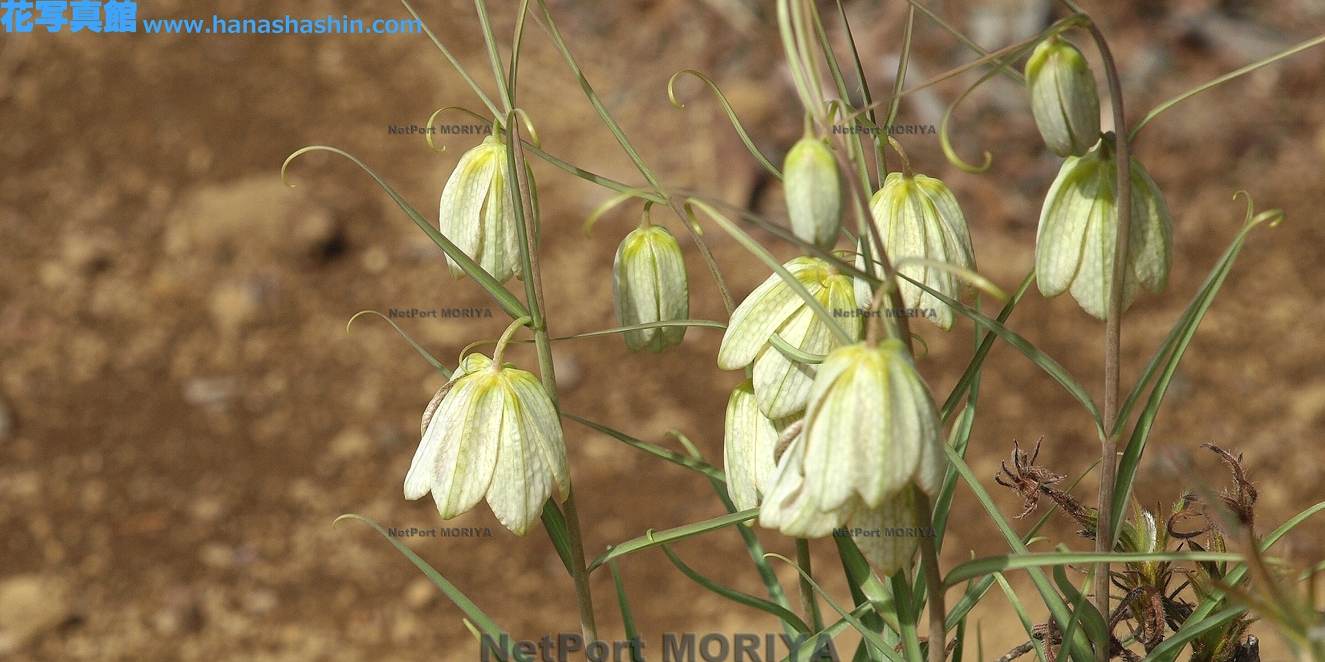 バイモ Apr.01筑波実験植物園