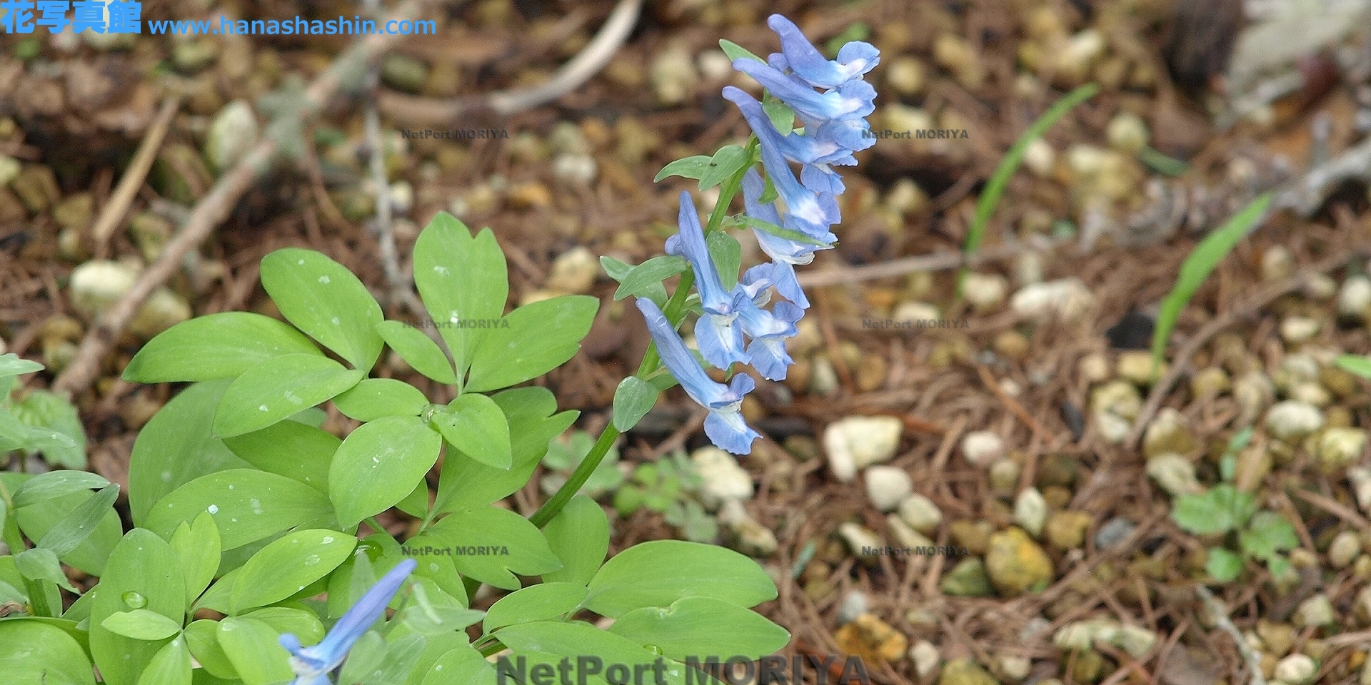 エゾエンゴサク Apr.28筑波実験植物園