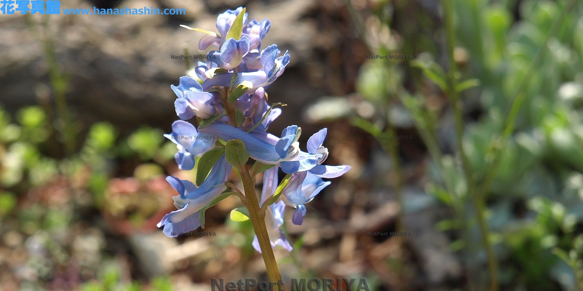 エゾエンゴサク Apr.28筑波実験植物園