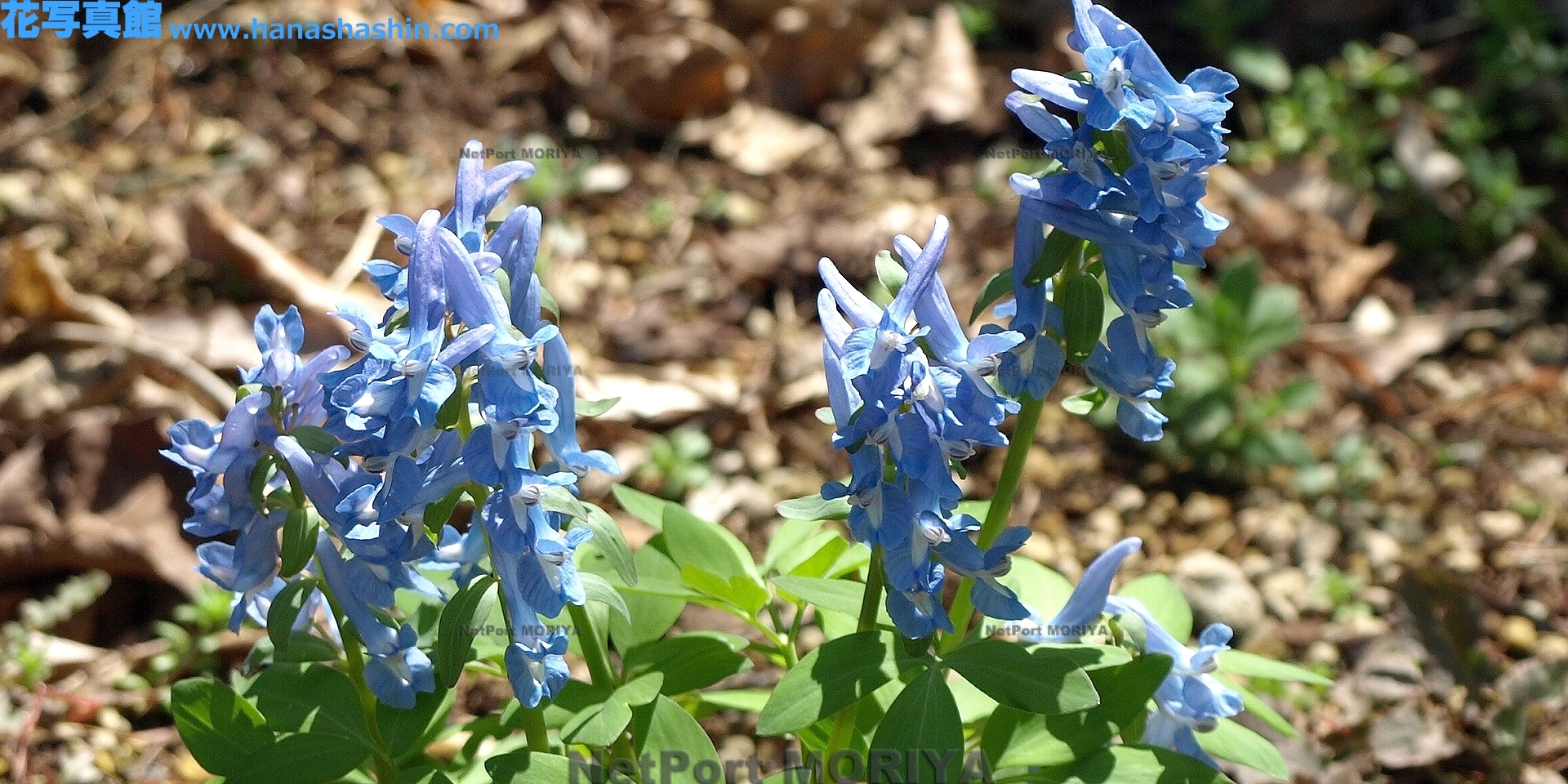 エゾエンゴサク Apr.12筑波実験植物園