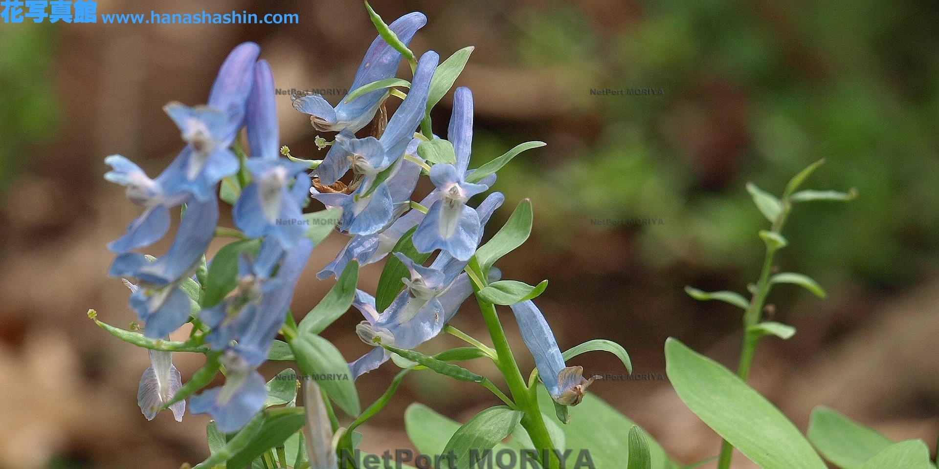 エゾエンゴサク Apr.25筑波実験植物園