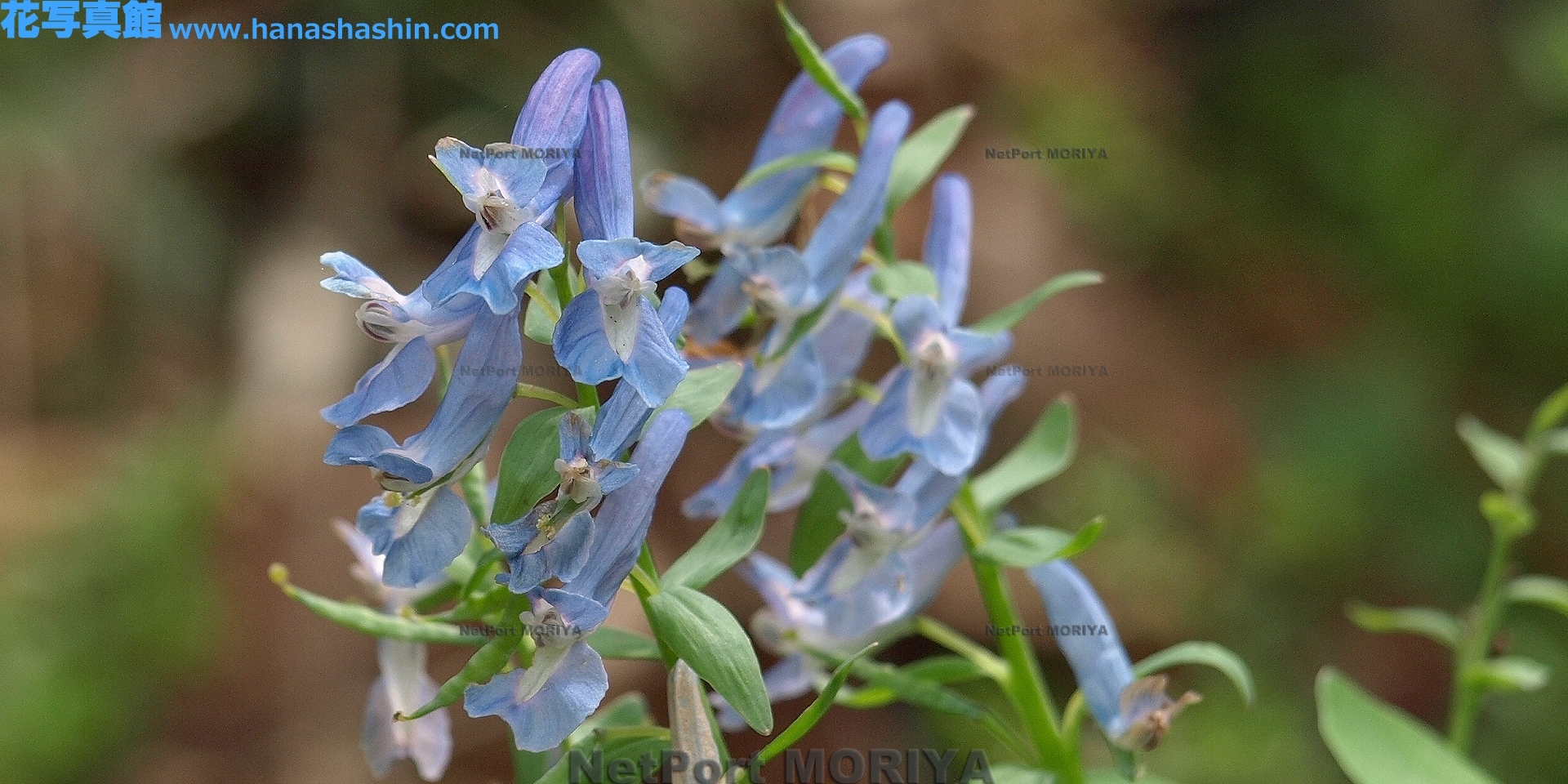 エゾエンゴサク Apr.25筑波実験植物園