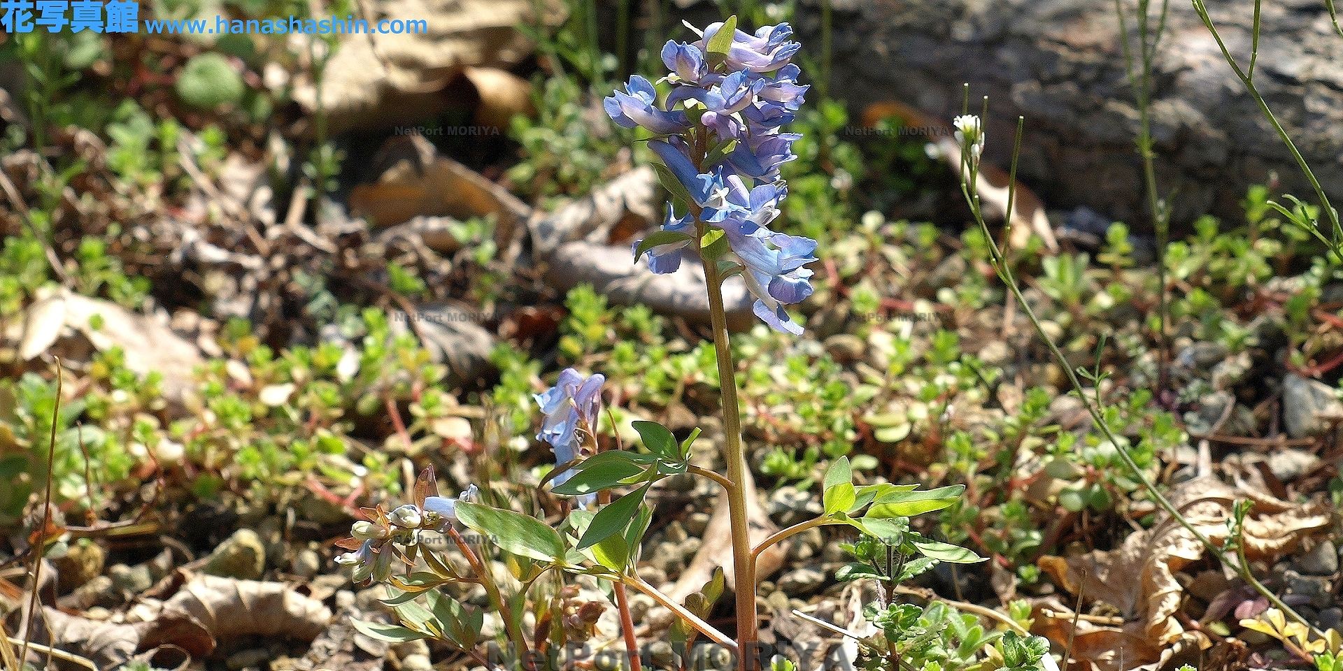 エゾエンゴサク Apr.01筑波実験植物園