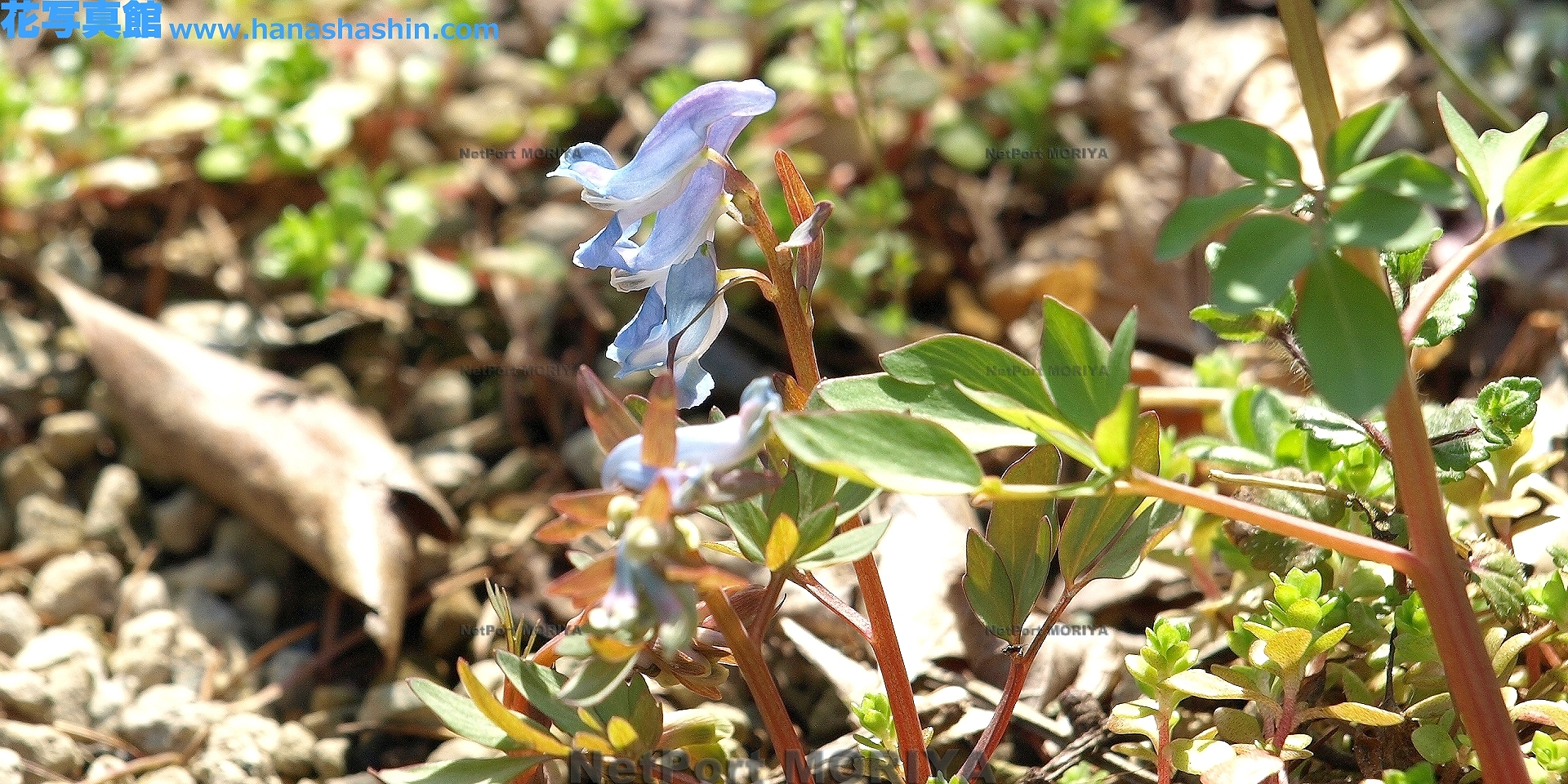 エゾエンゴサク Apr.01筑波実験植物園