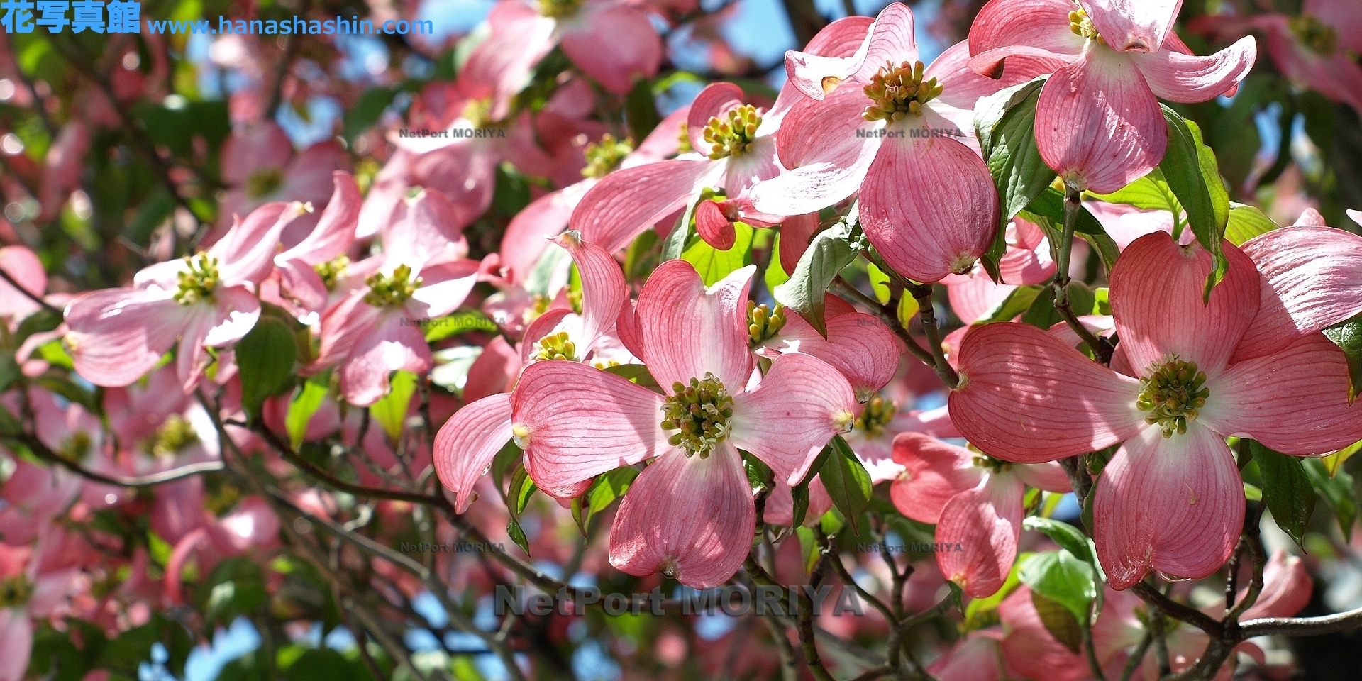 hanamizuki-12050500-ruribotanen