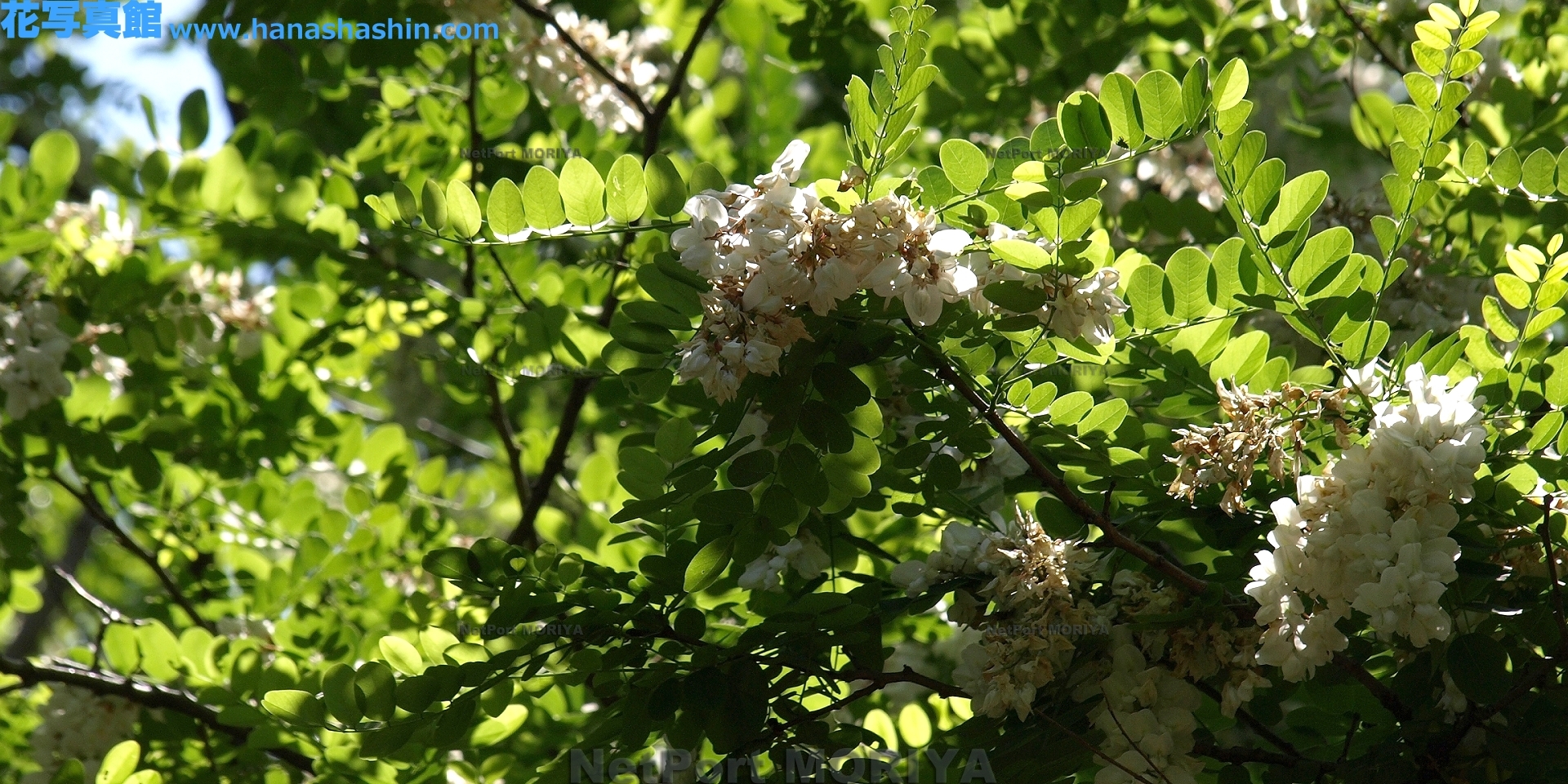 harienju-13051700-tukuba