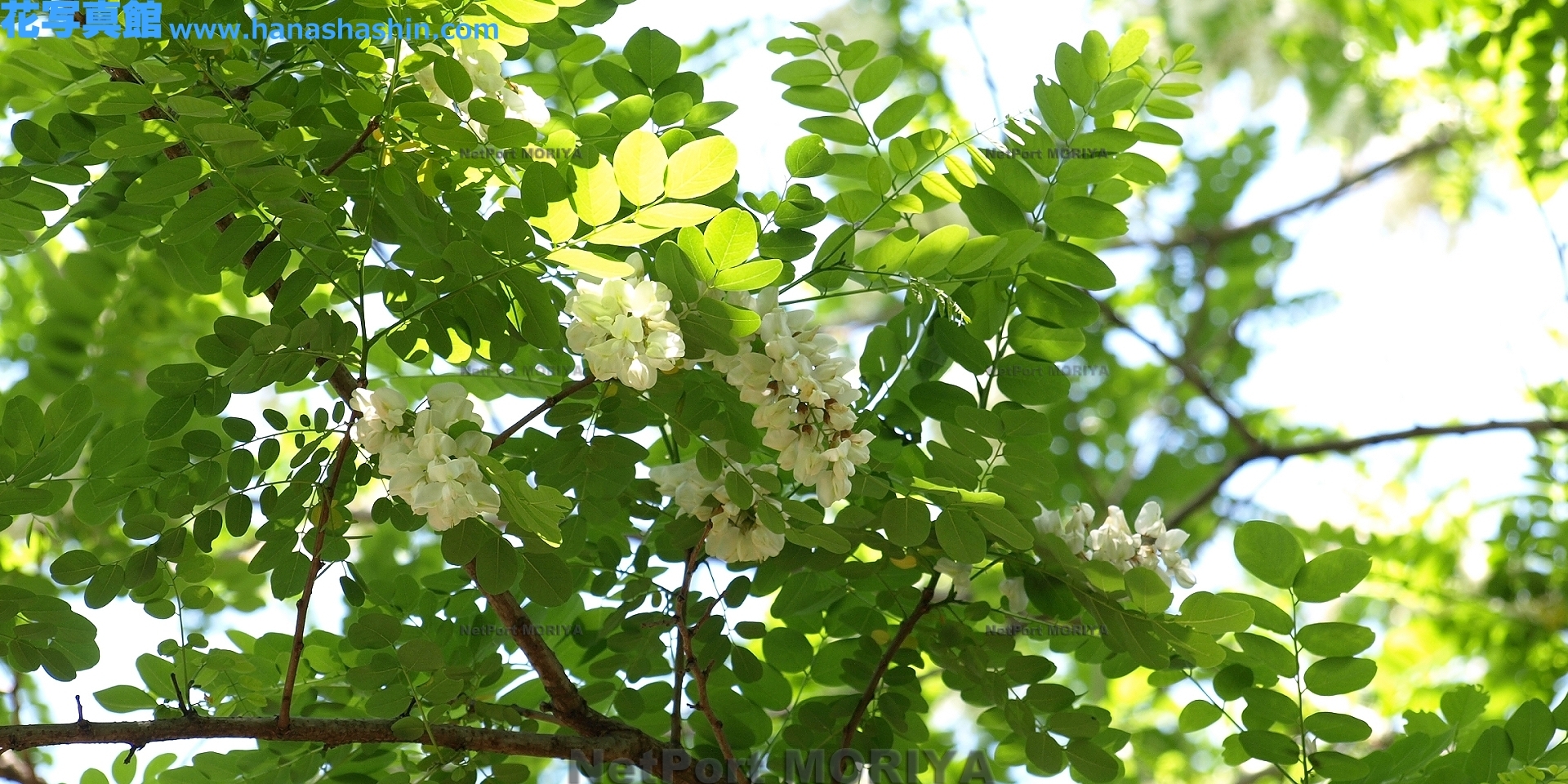 harienju-13051704-tukuba