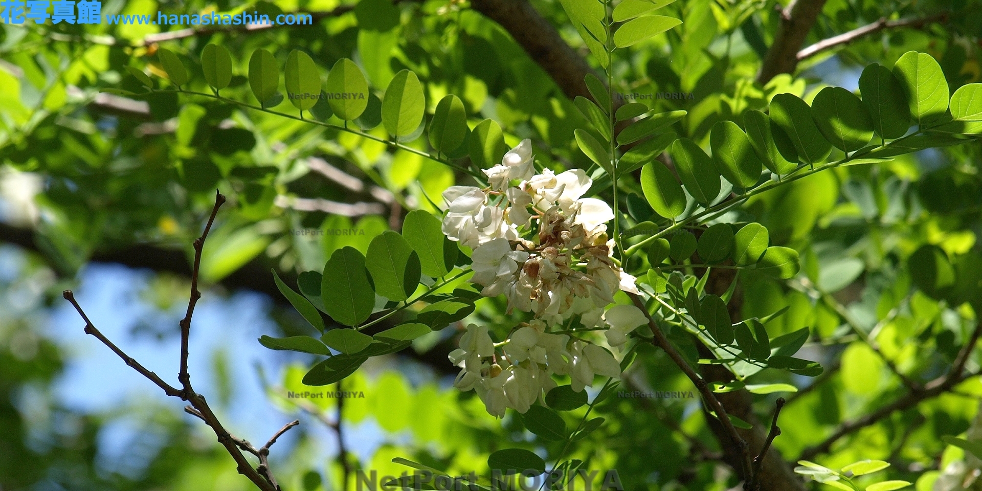 harienju-13051705-tukuba