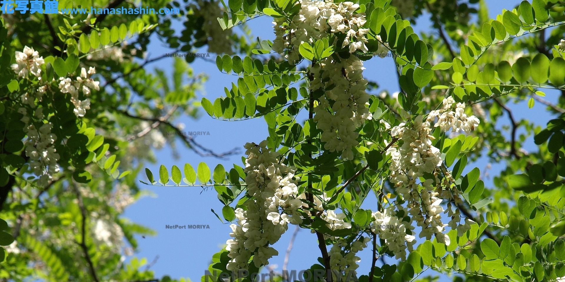 harienju-13051706-tukuba