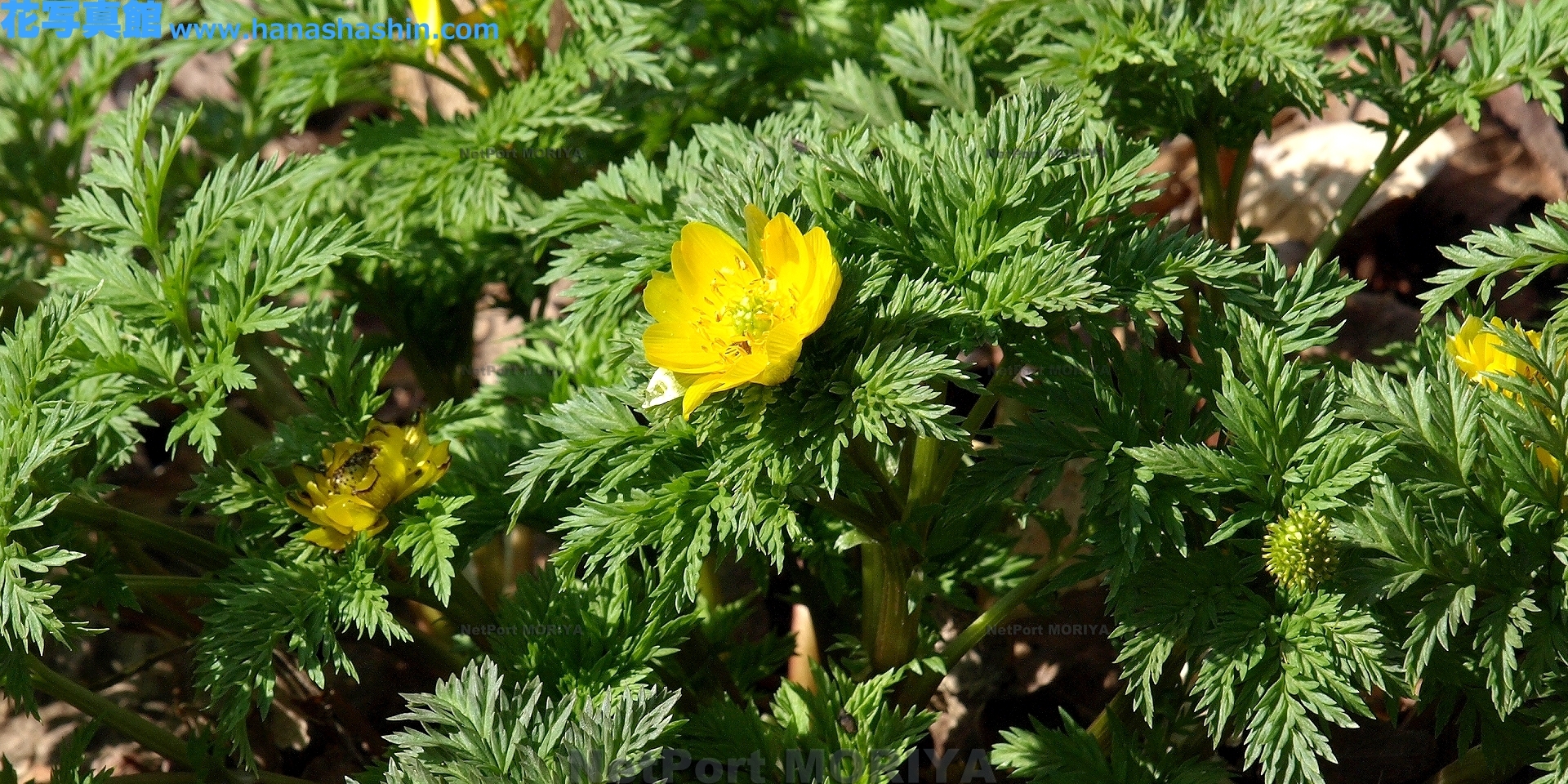 フクジュソウ Mar.16神代植物園