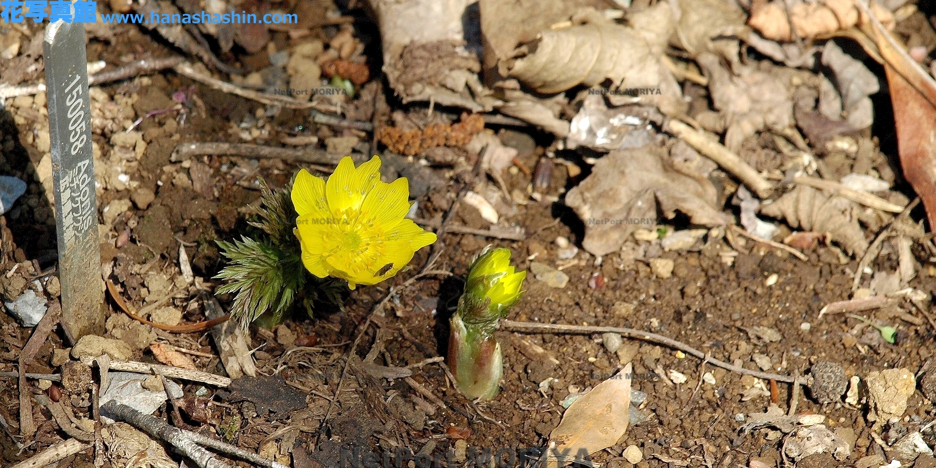 ミチノクフクジュソウMar.10筑波実験植物園