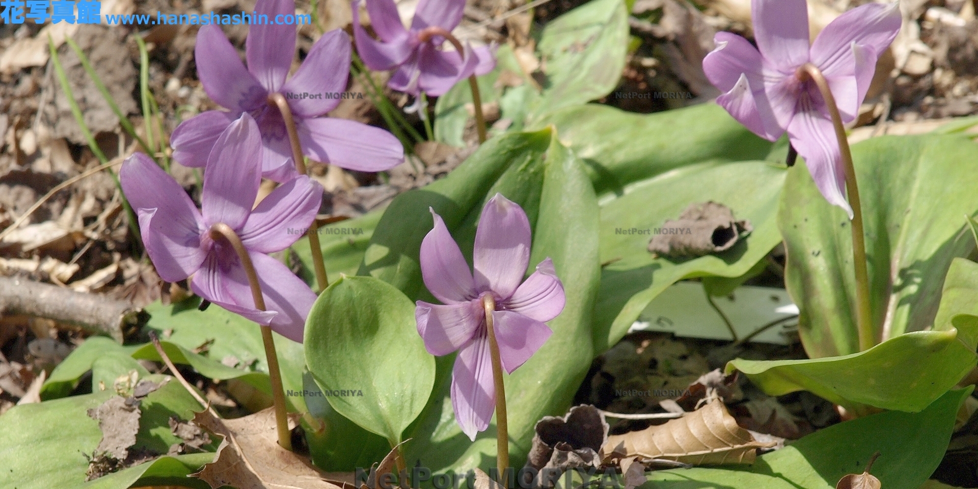 カタクリ Apr.08六甲高山植物園