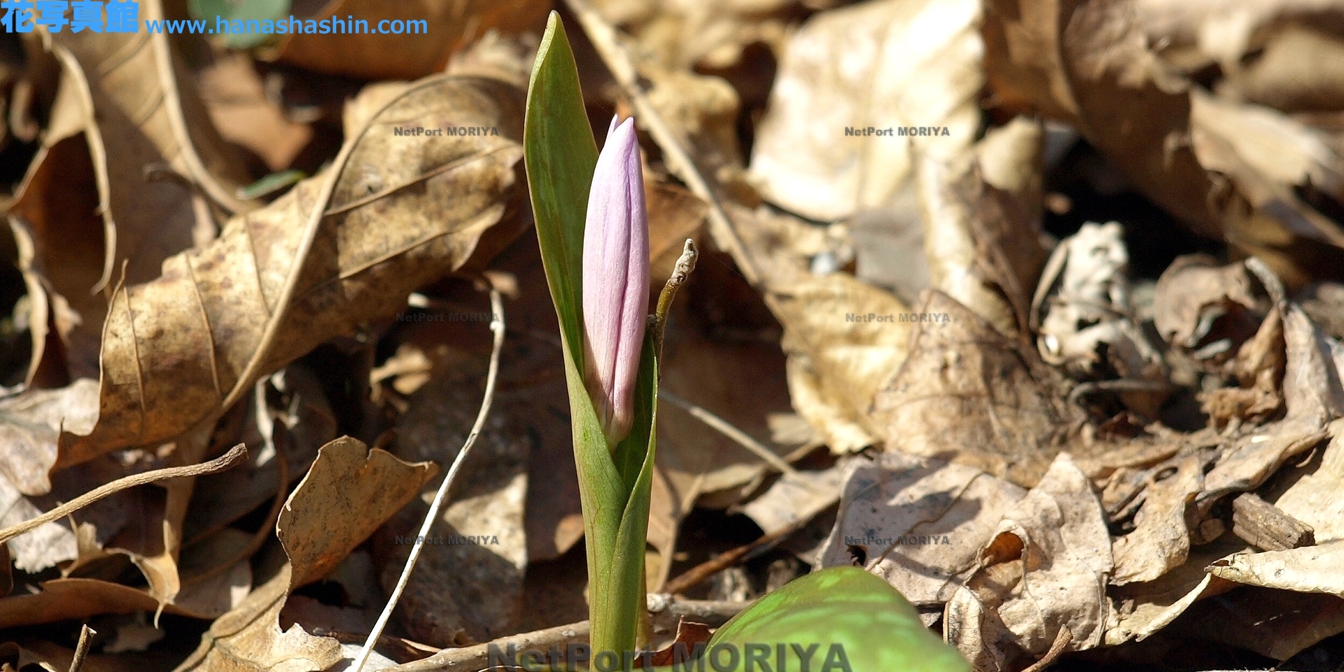 カタクリ Mar.20筑波実験植物園