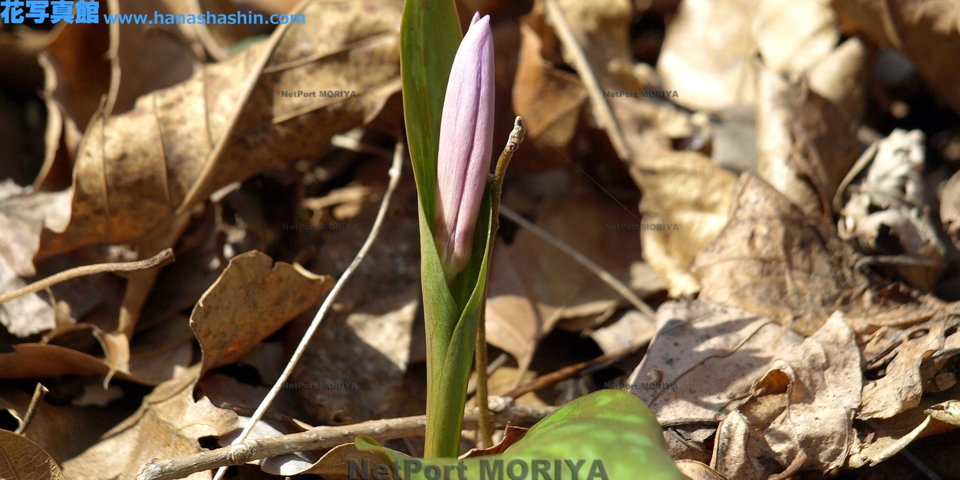 カタクリ Mar.20筑波実験植物園