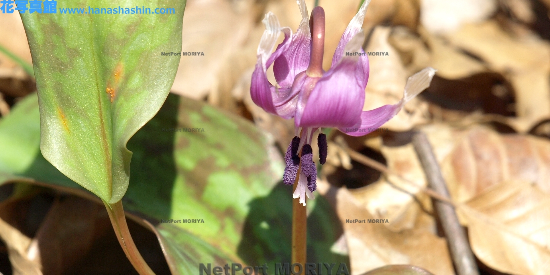 カタクリ Mar.27筑波実験植物園