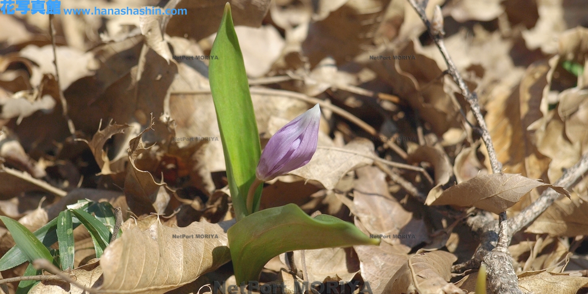 カタクリ Mar.27筑波実験植物園