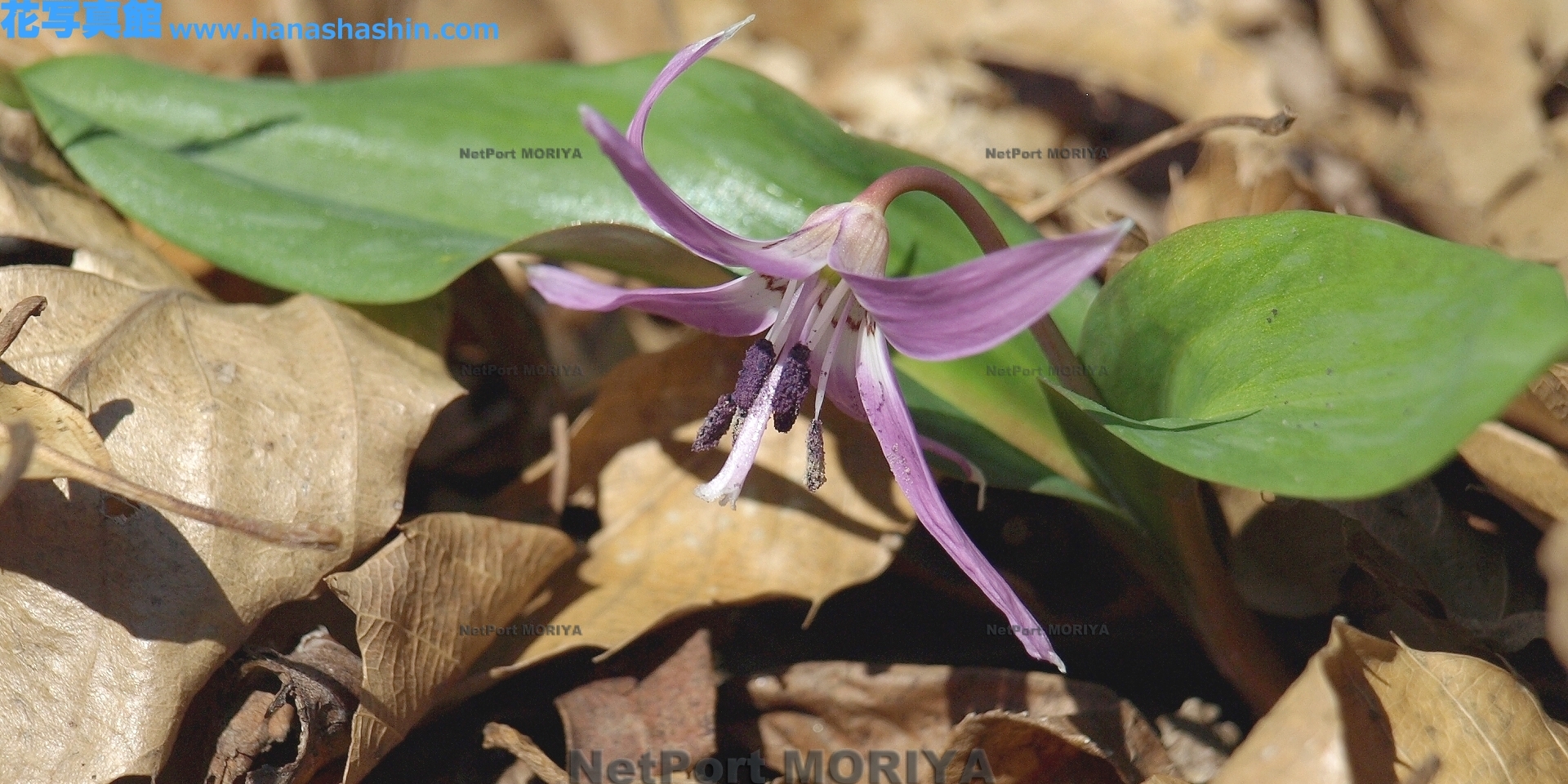 カタクリ Mar.27筑波実験植物園