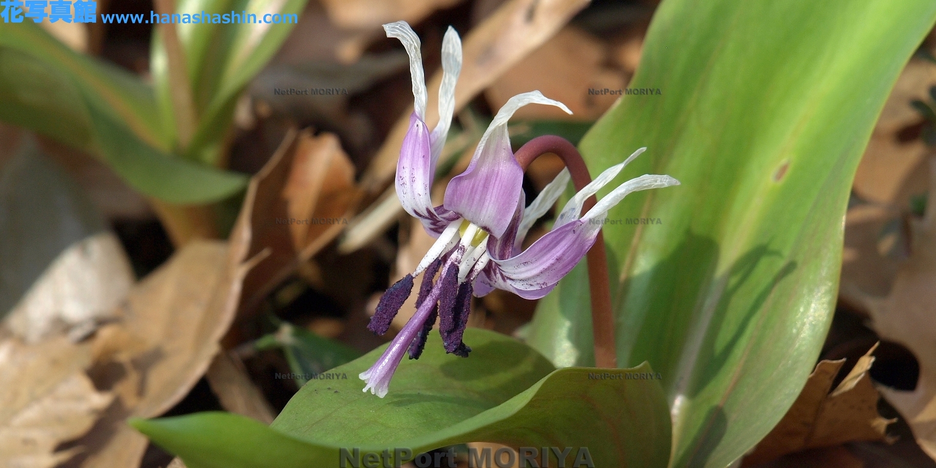 カタクリ Mar.22筑波実験植物園