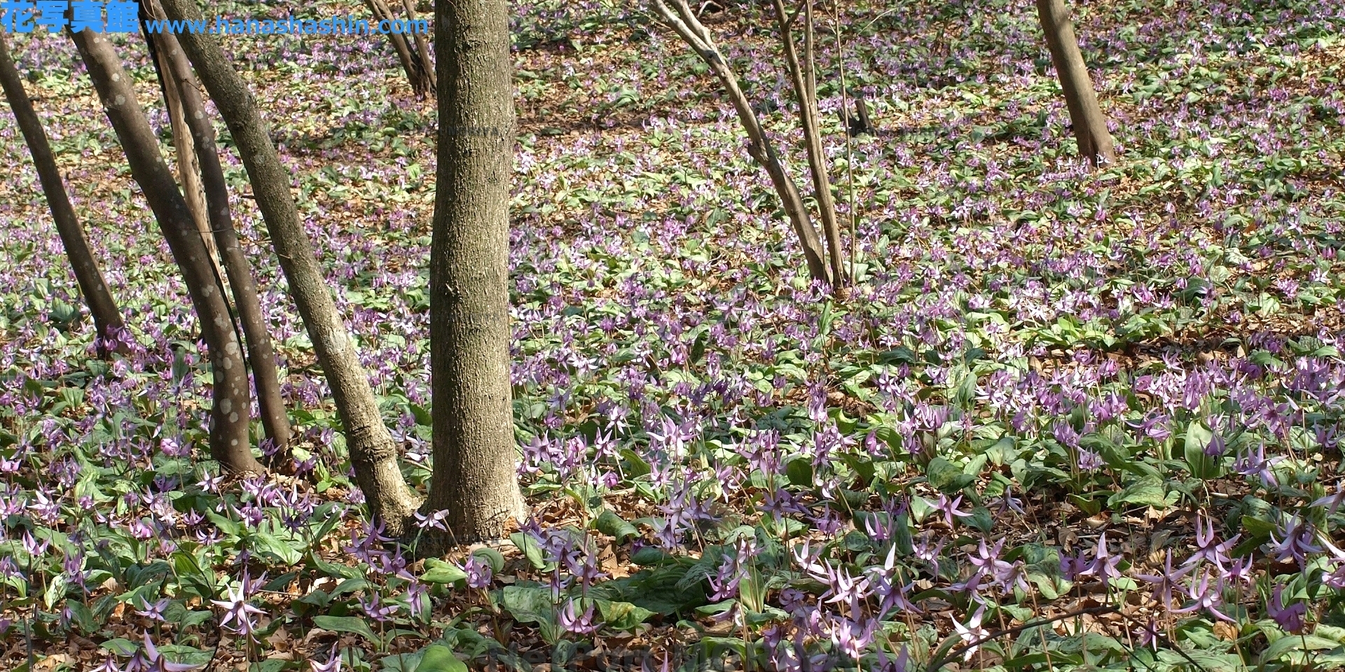 カタクリ Apr.07那珂川