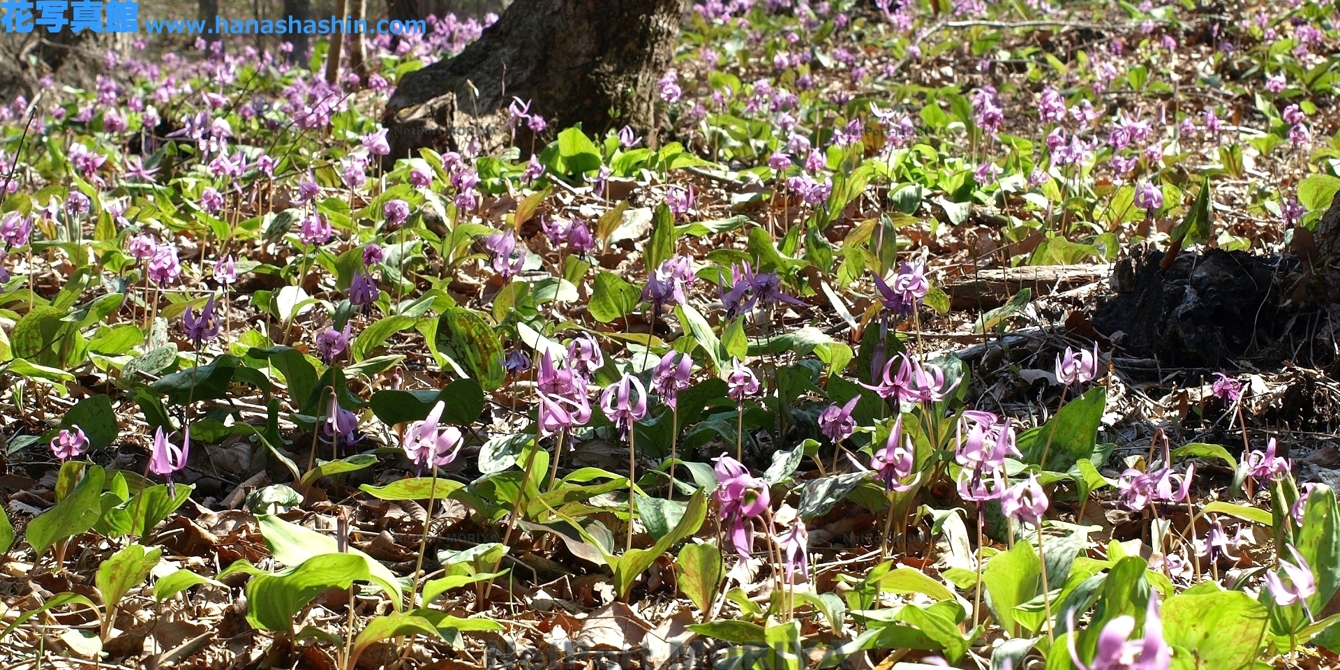 カタクリ Apr.07那珂川