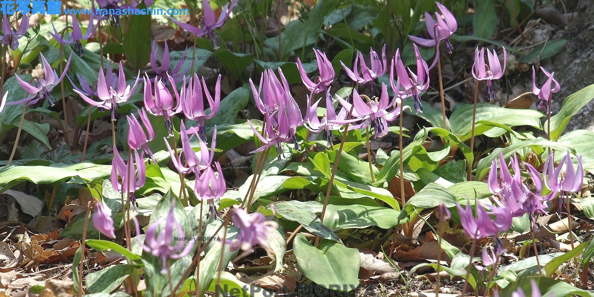 カタクリ Apr237赤城自然園