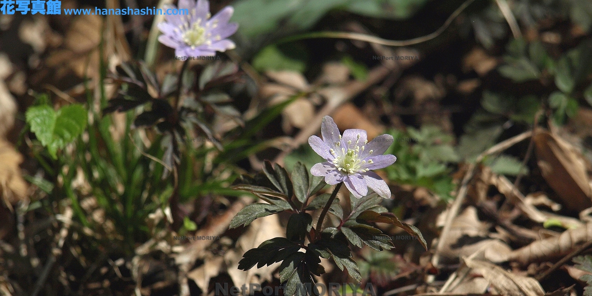 キクザキイチゲ Apr.04筑波実験植物園