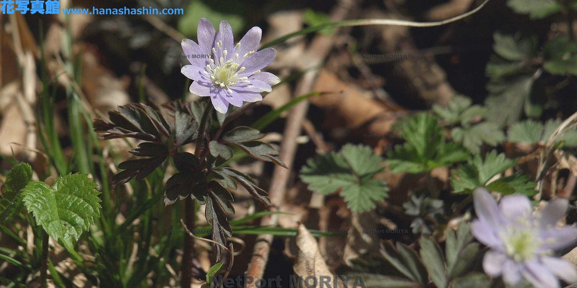 キクザキイチゲ Apr.04筑波実験植物園