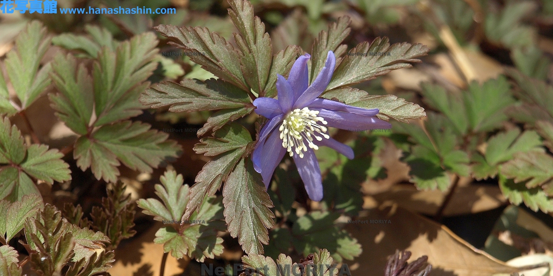 キクザキイチゲ Mar.16神代植物園