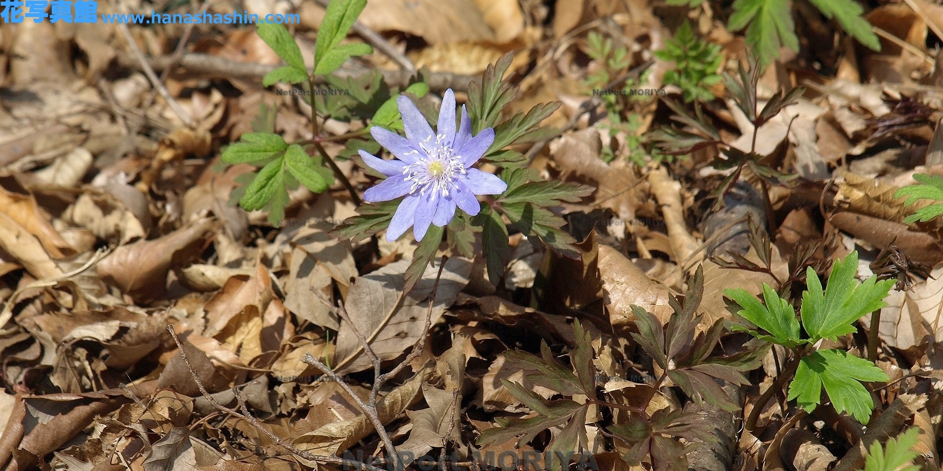 キクザキイチゲ Mar.23みかも山