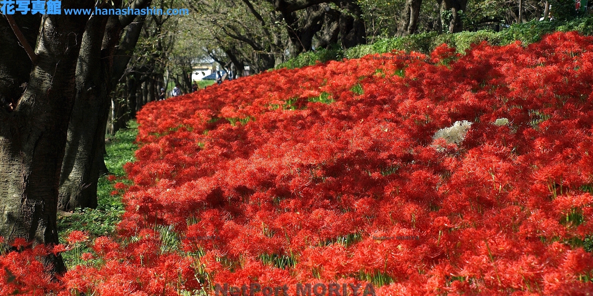 manjusyage-12100400-gongendou