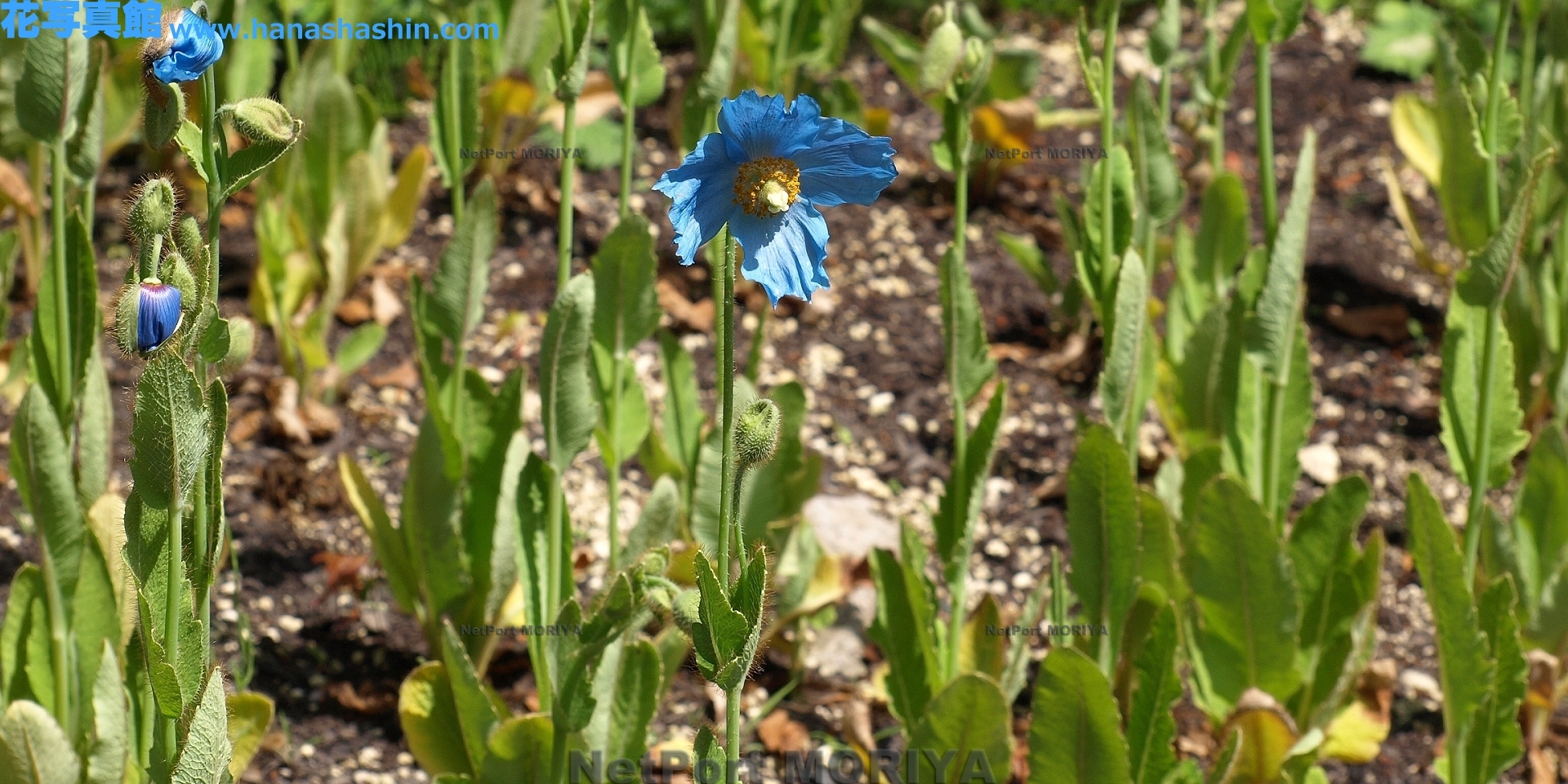 mekonopusisu-gurandhisu-himarayanoaoikesi-14051801-hakone