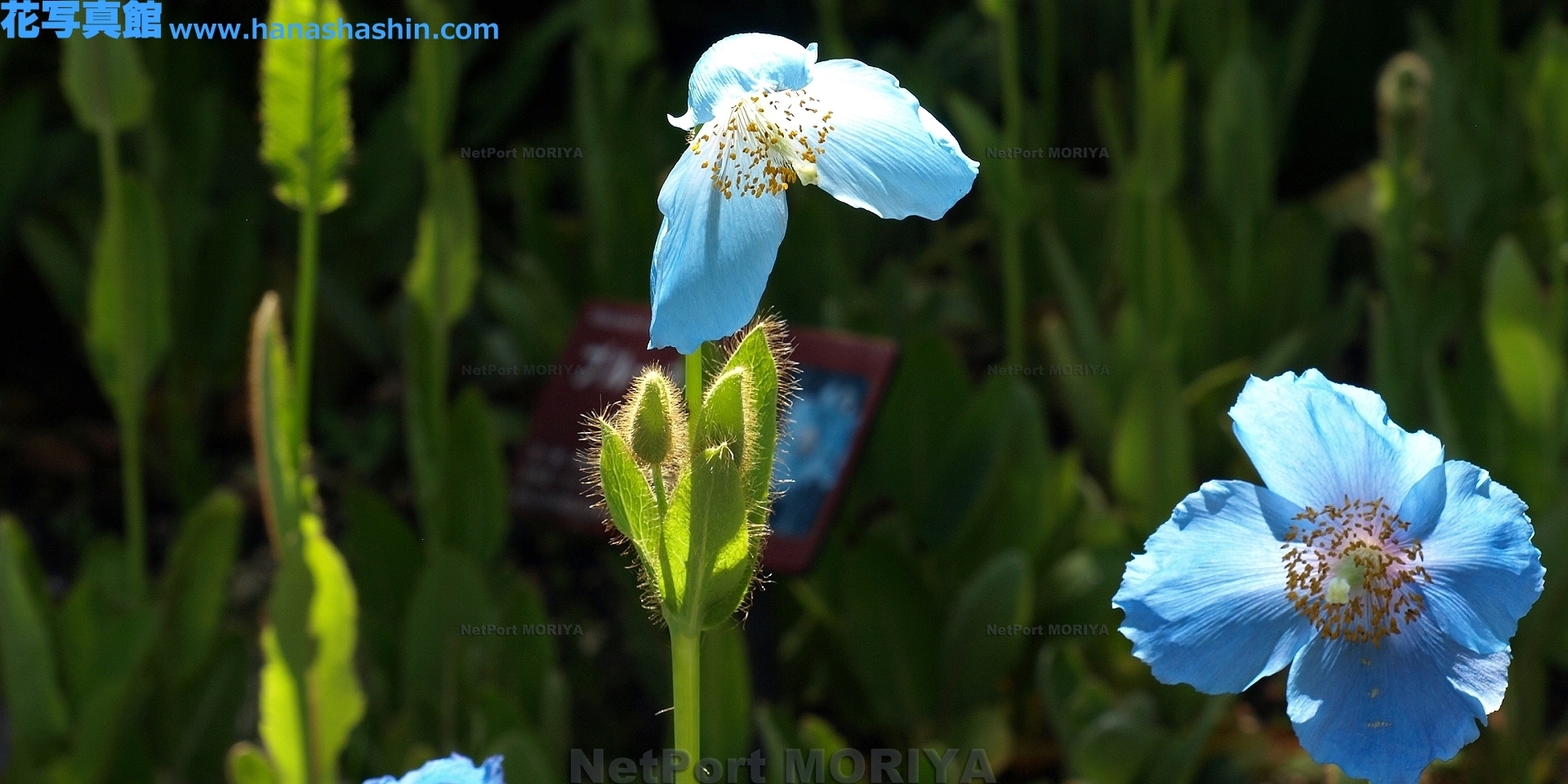 mekonopusisu-gurandhisu-himarayanoaoikesi-14051803-hakone