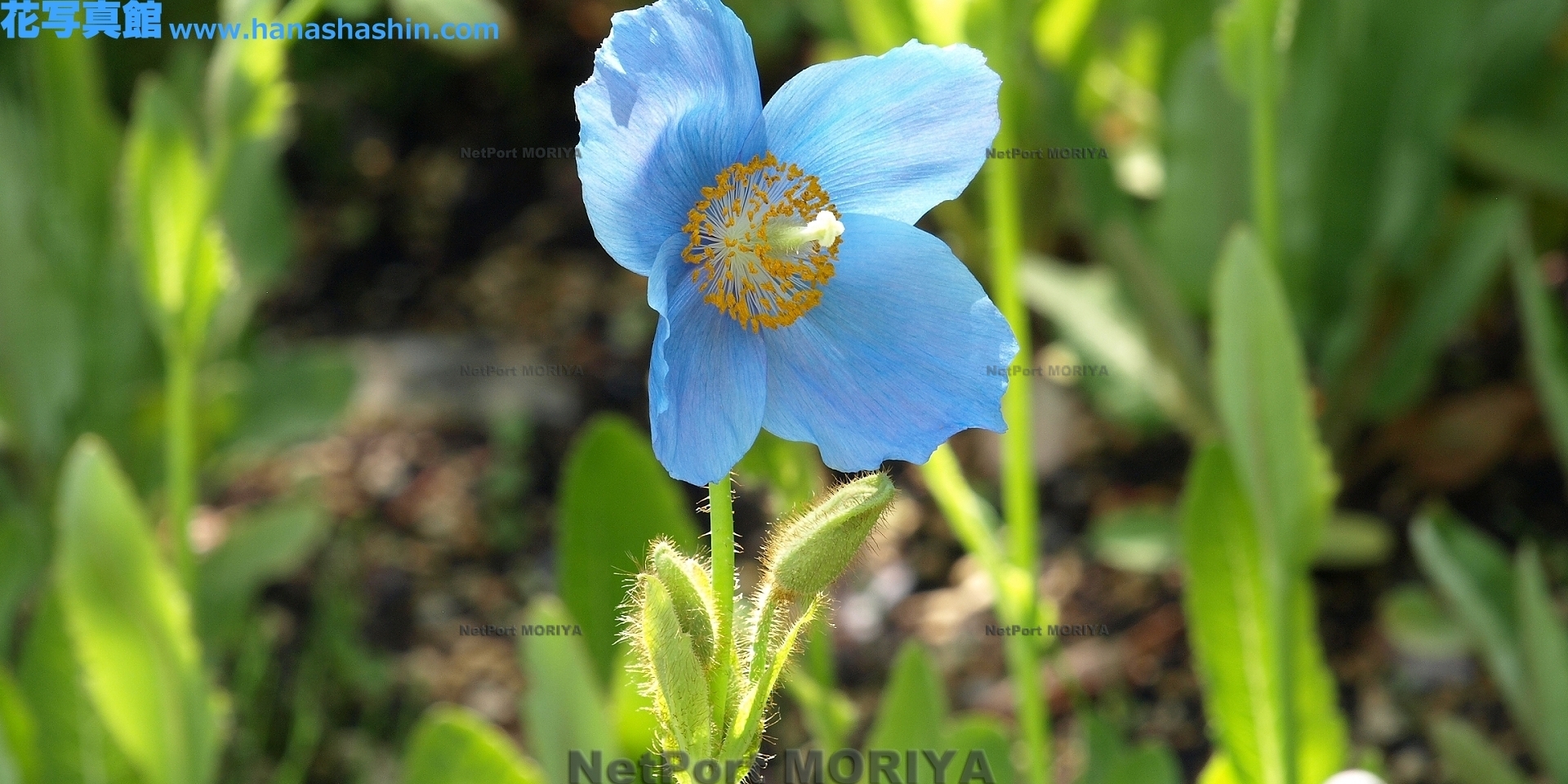 mekonopusisu-gurandhisu-himarayanoaoikesi-14051805-hakone