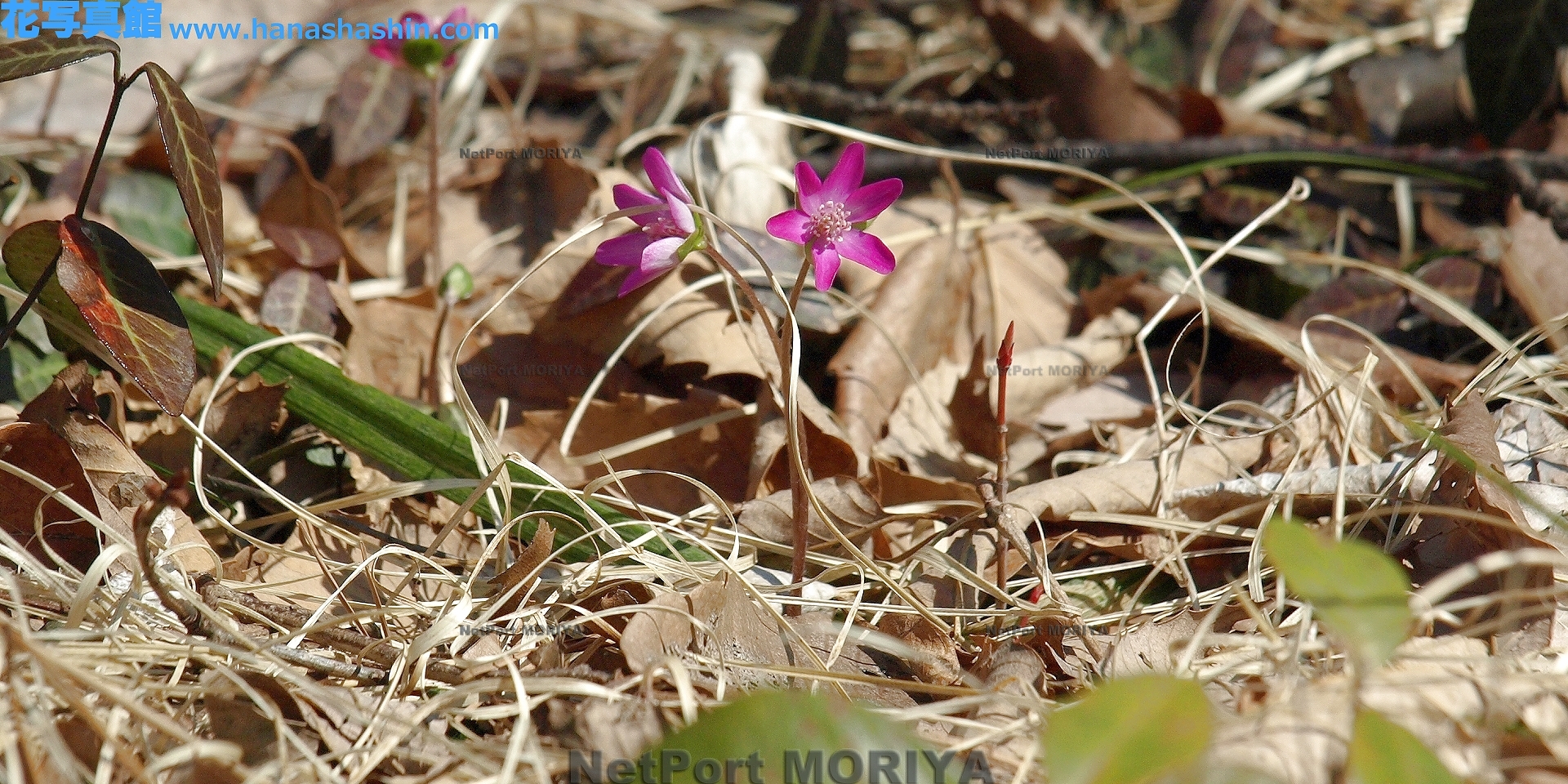 ミスミソウ Mar.13みかも山