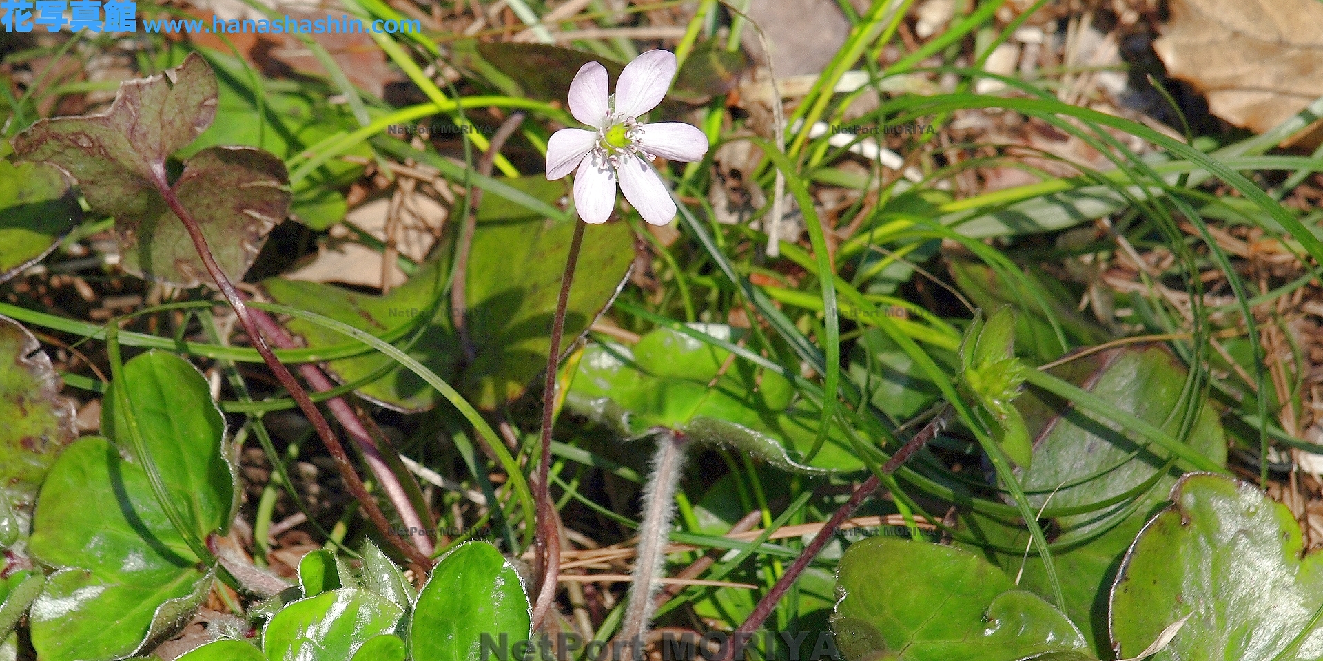 ミスミソウ Mar.23みかも山