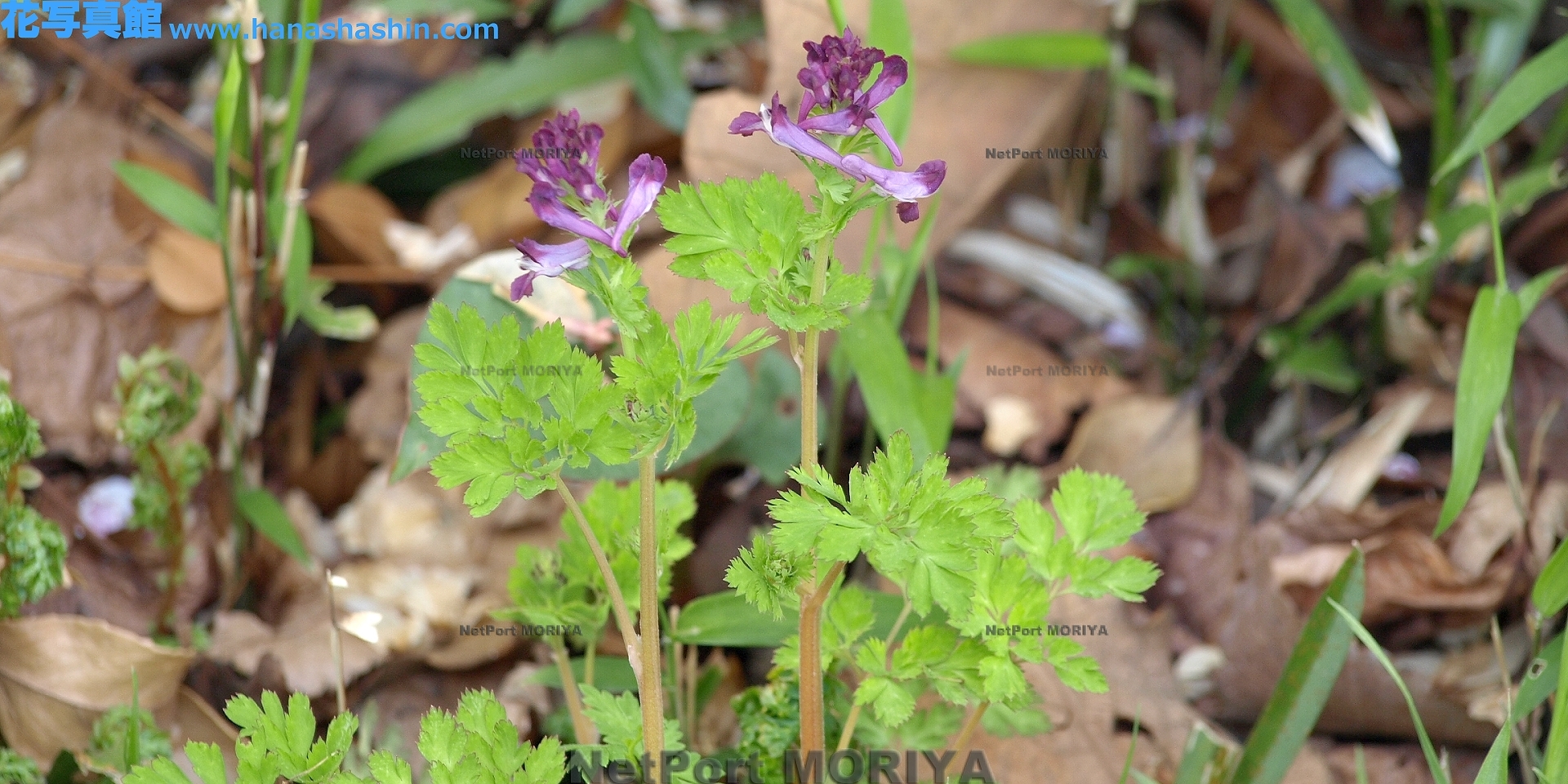 ムラサキケマン Apr.06向島百花園