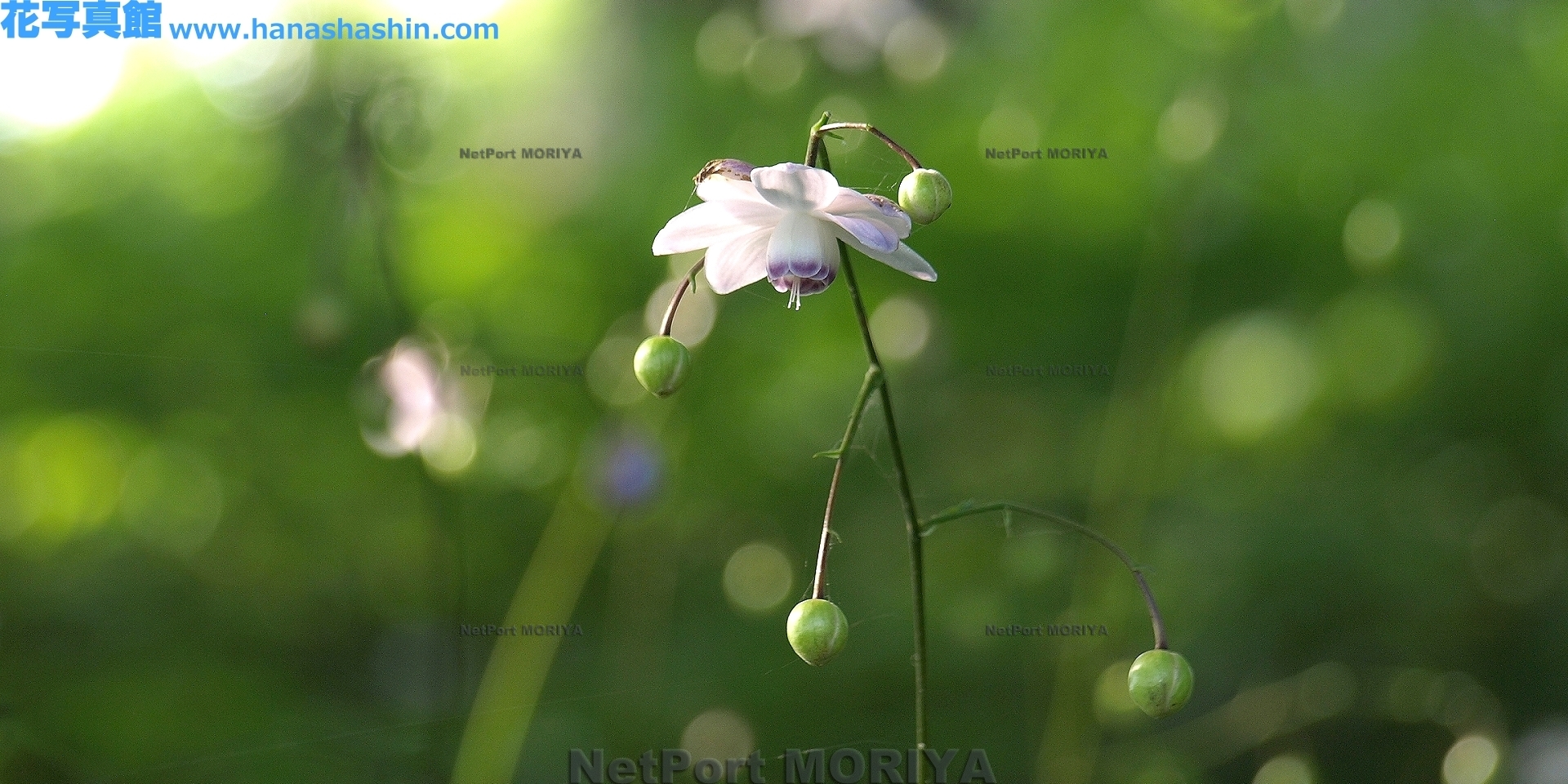 rengesyouma-13081505-mitake