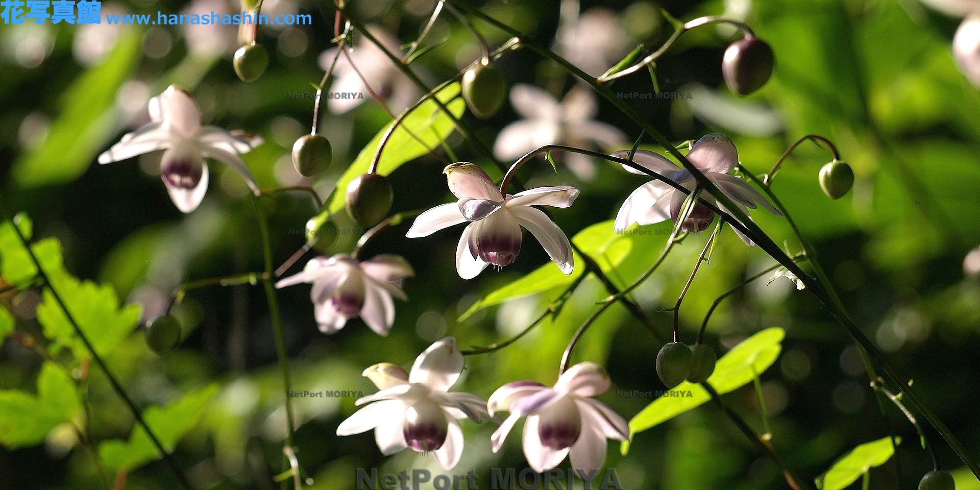 rengesyouma-13081515-mitake