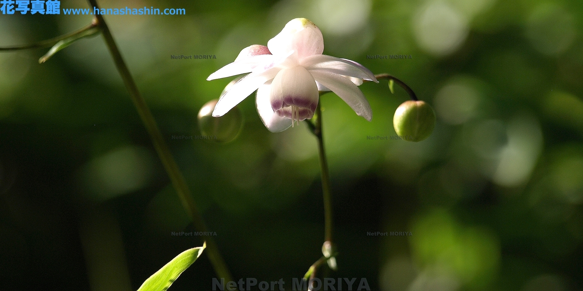 rengesyouma-13081516-mitake