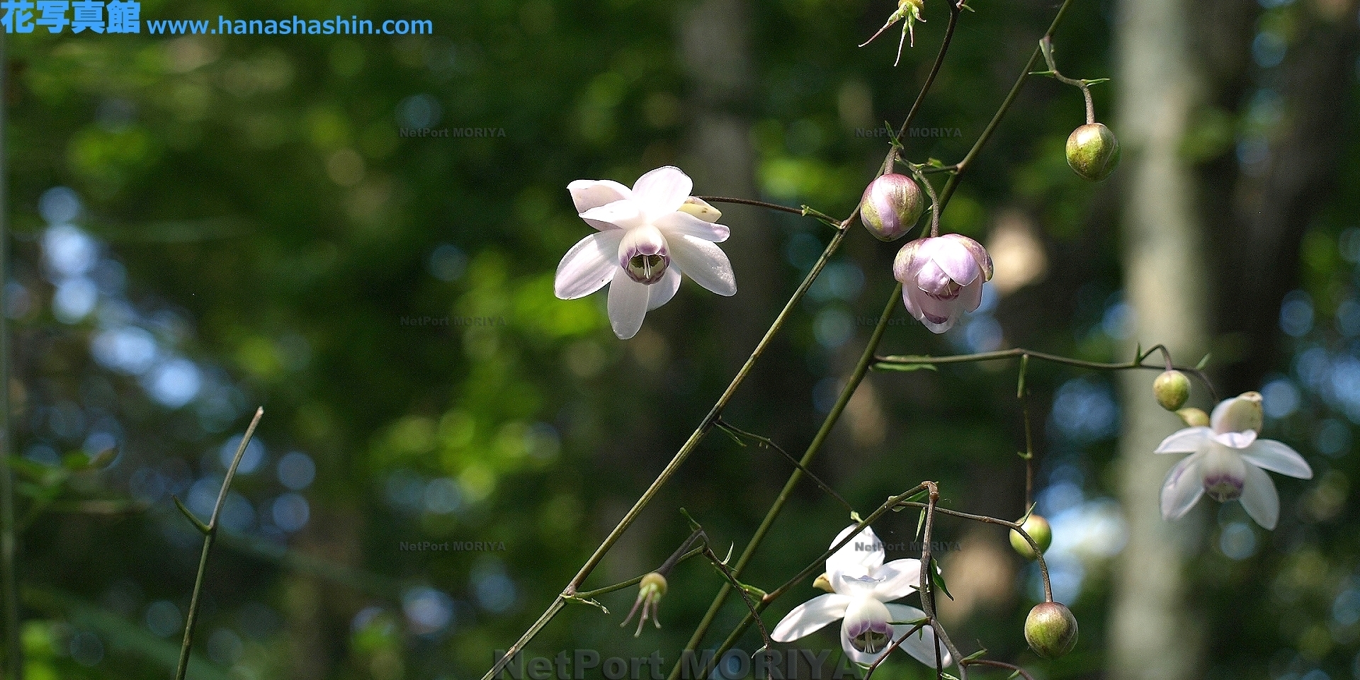 rengesyouma-13081522-mitake