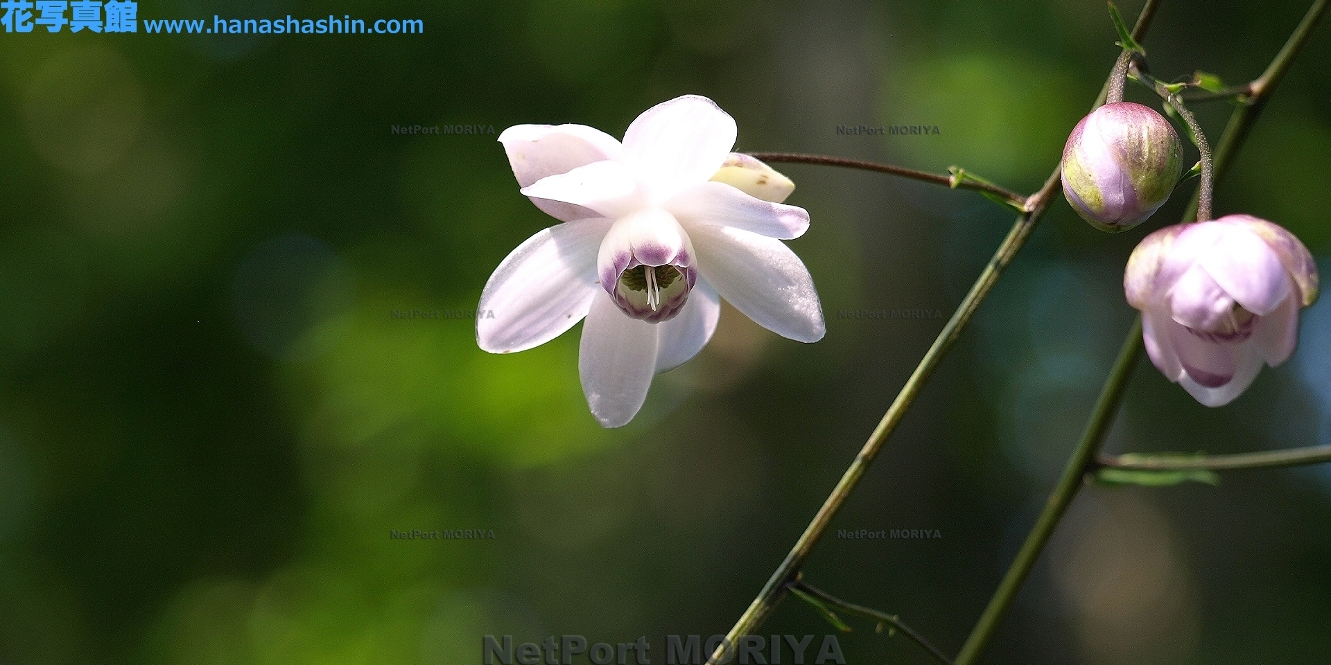 rengesyouma-13081524-mitake