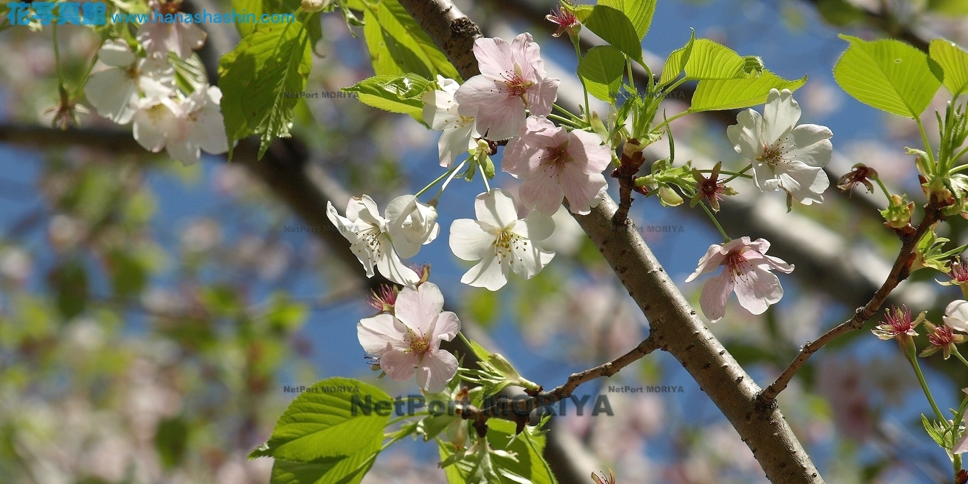 サクラ　アマギヨシノザクラ　sakura-amagiyosinozakura13040400tukuba