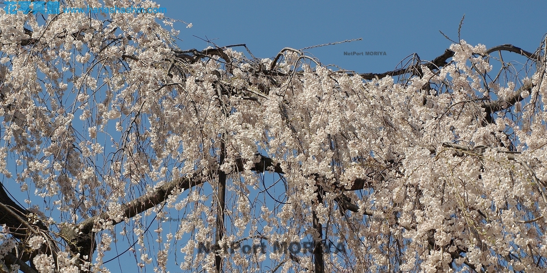 サクラ　シダレザクラ　フセヒメザクラ　sakura-husehimezakura-12040801-hunabasi