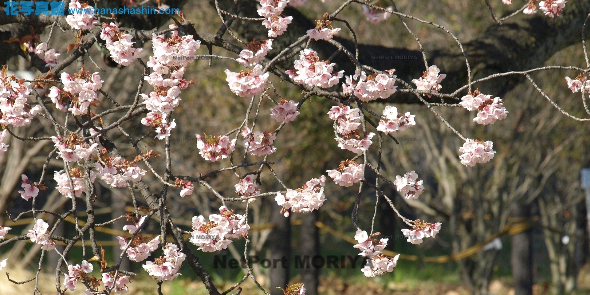 サクラ　カンザクラ　sakura-kanzakura13030704koisikawa