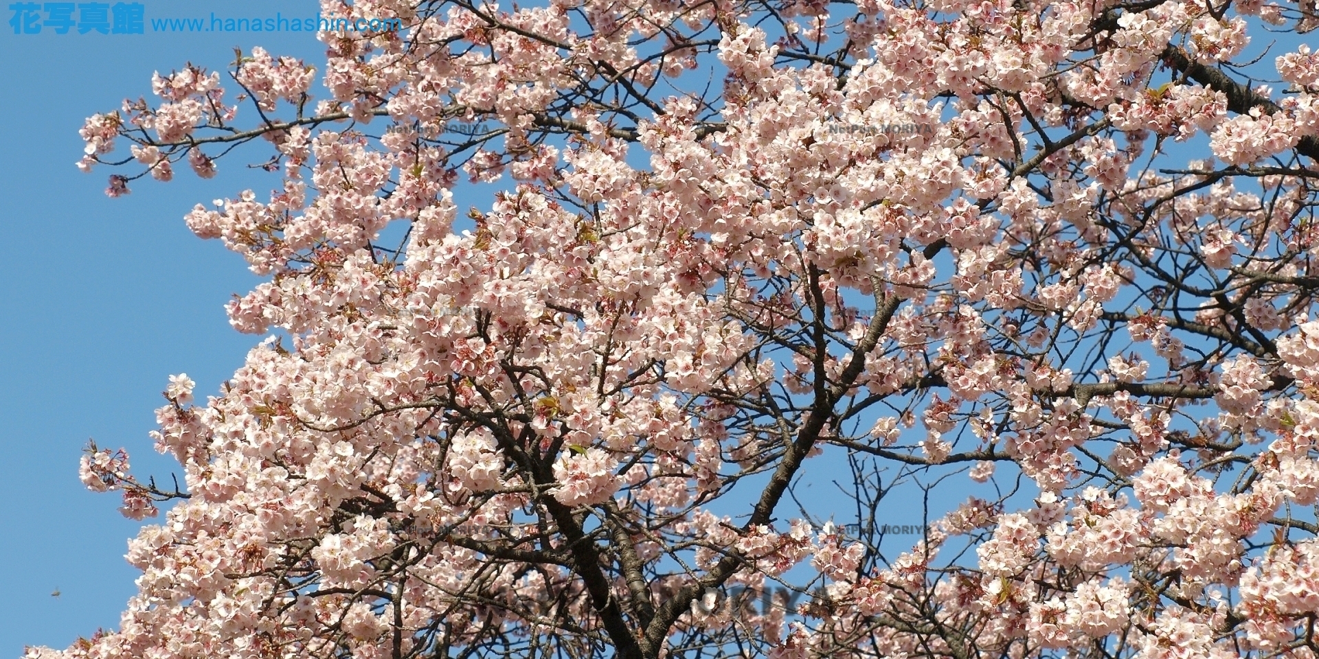 サクラ　カンザクラ　sakura-kanzakura13030707koisikawa