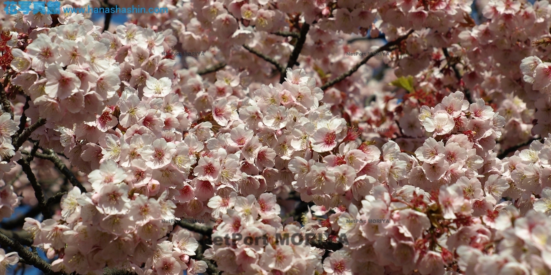 サクラ　カンザクラ　sakura-kanzakura13030712koisikawa